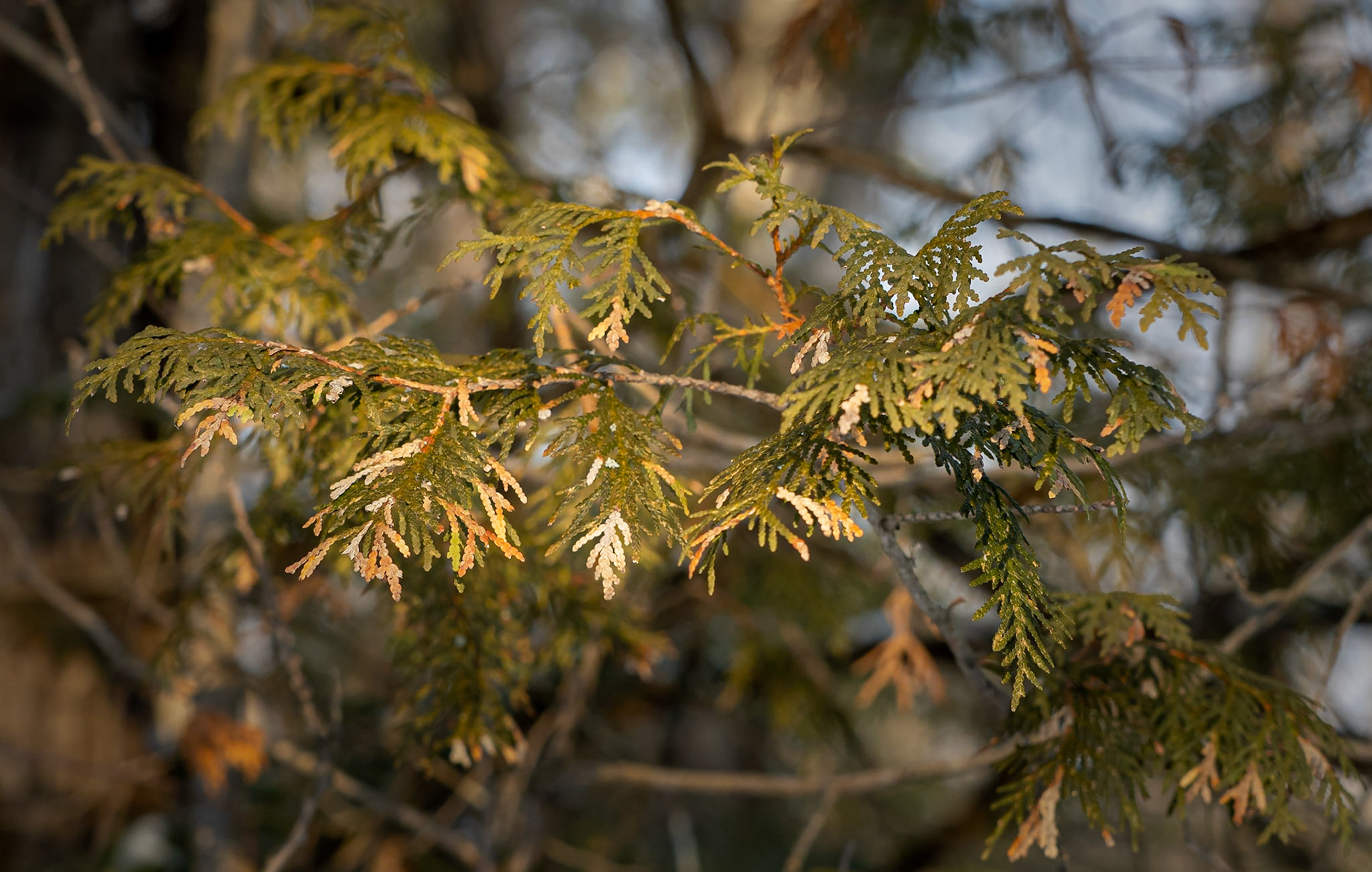 cedar branch