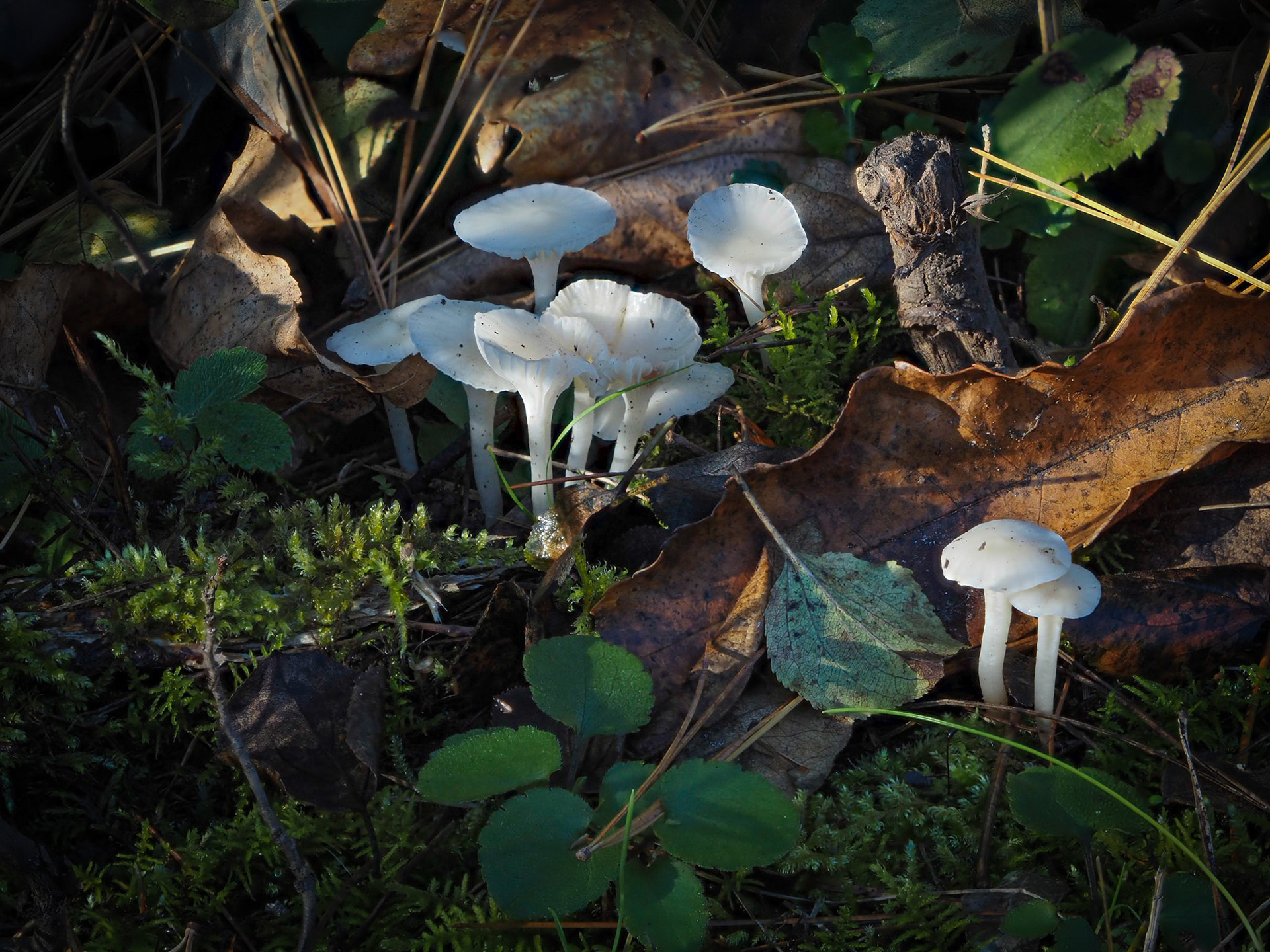 Small mushrooms coming up through the undergrowth