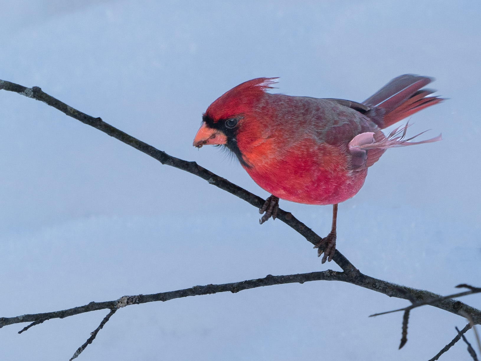 Male cardinal