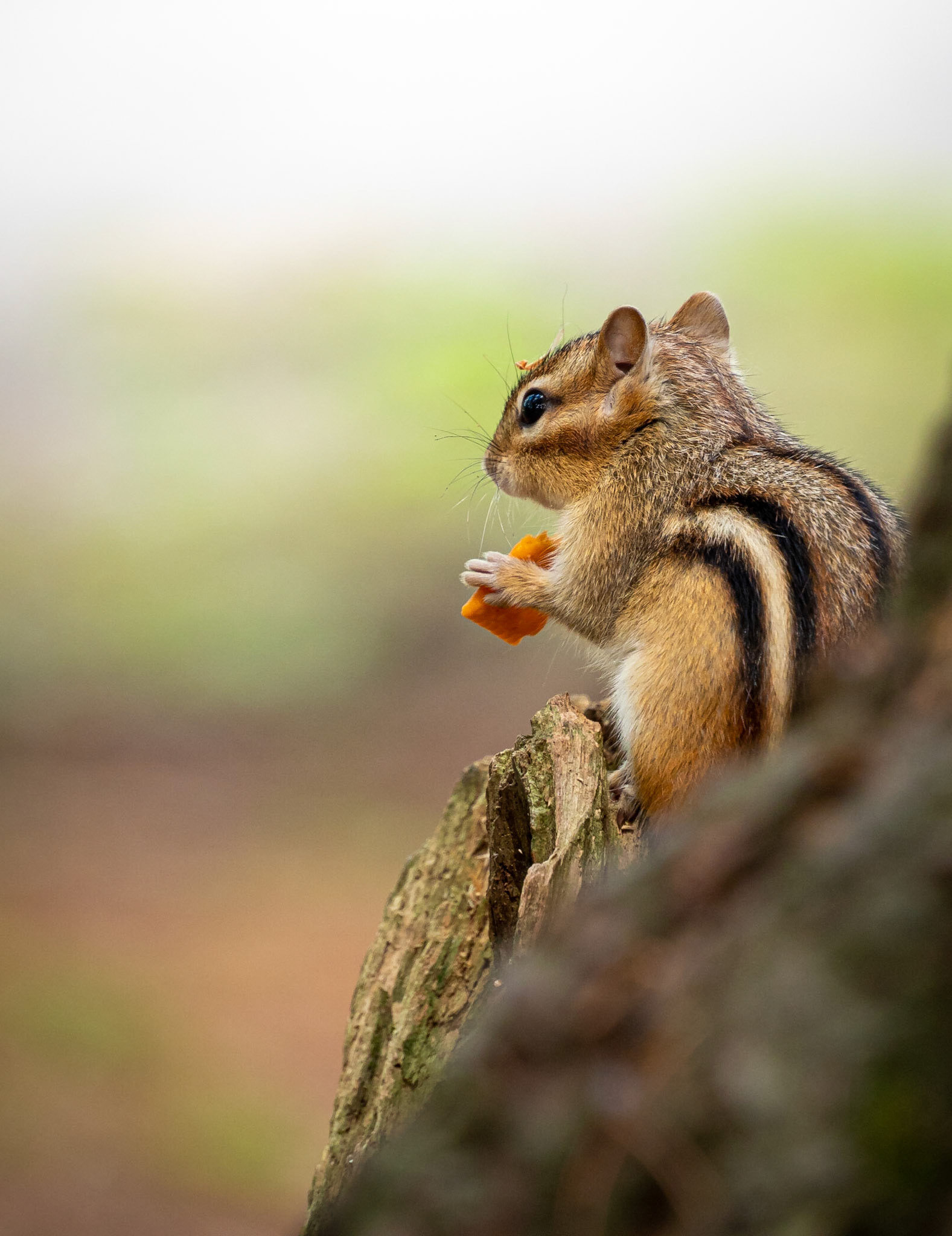chipmunk