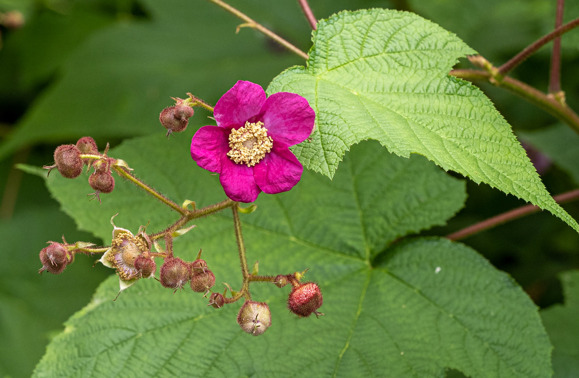 Purple flowering raspberry