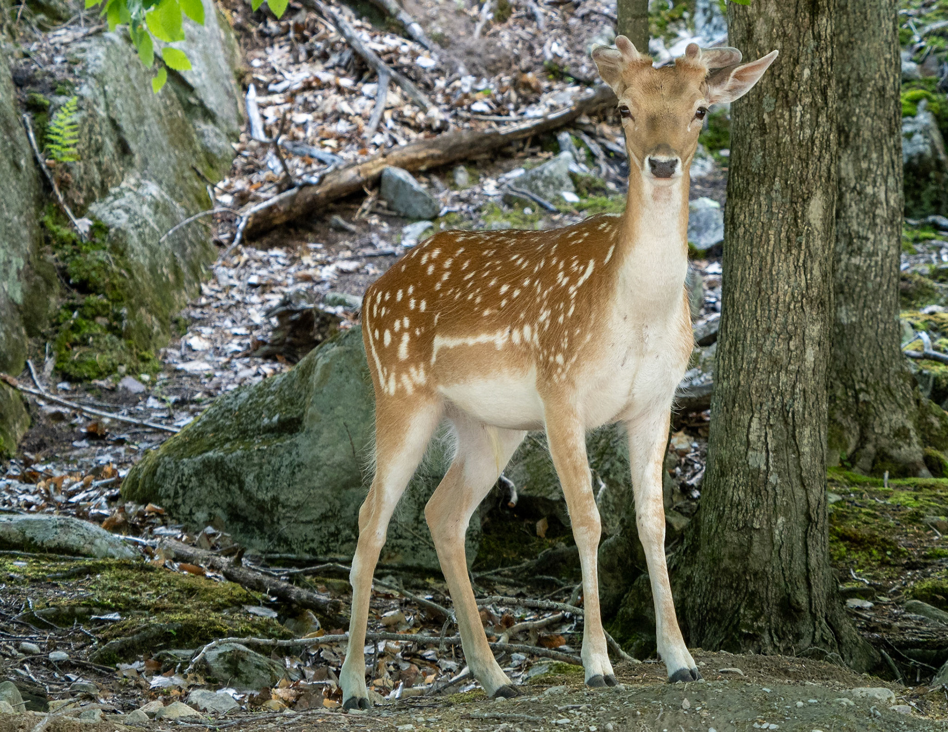 Fallow deer