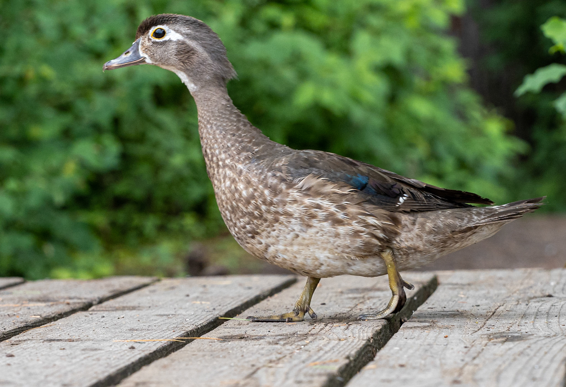 Female wood duck