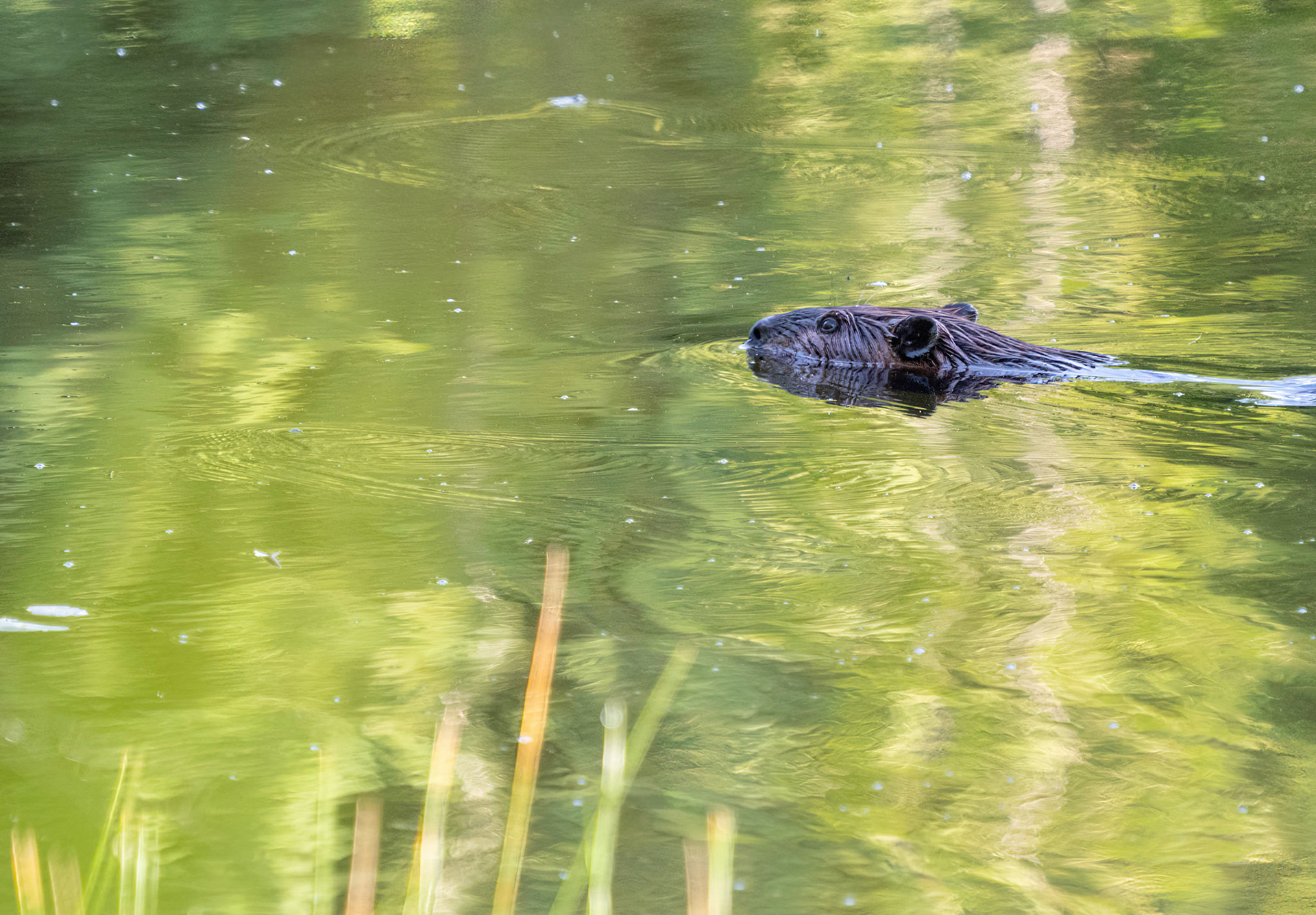 beaver (finally he was out)