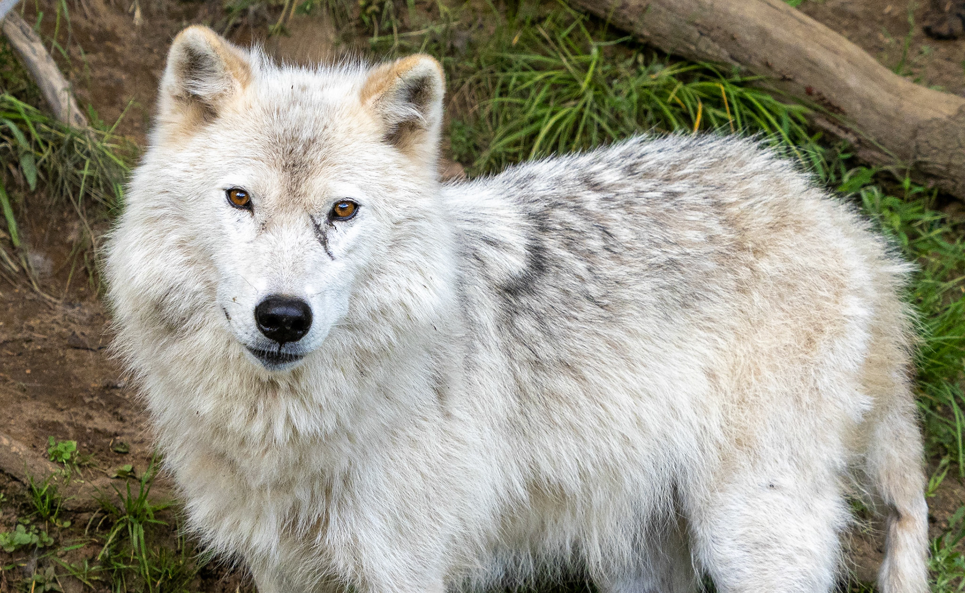 arctic wolf