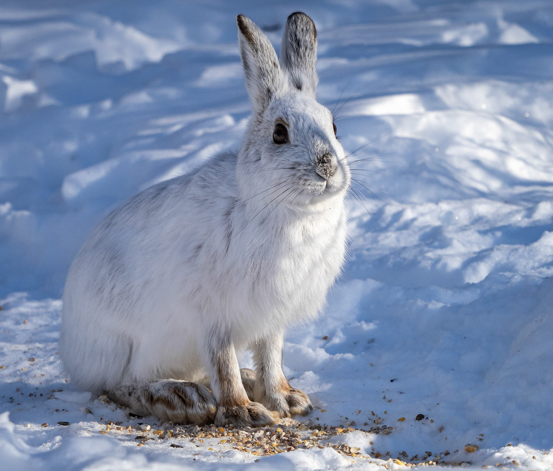 snowshoe hare
