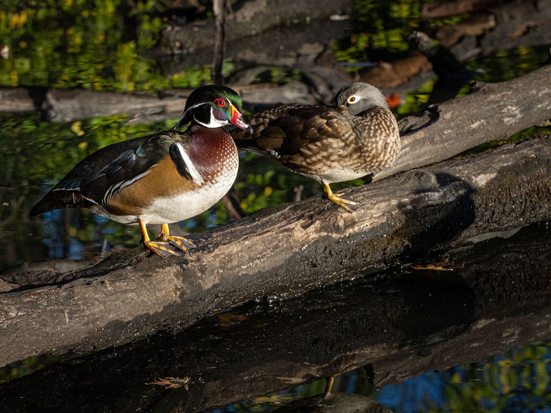 Male and female wood duck in early morning light