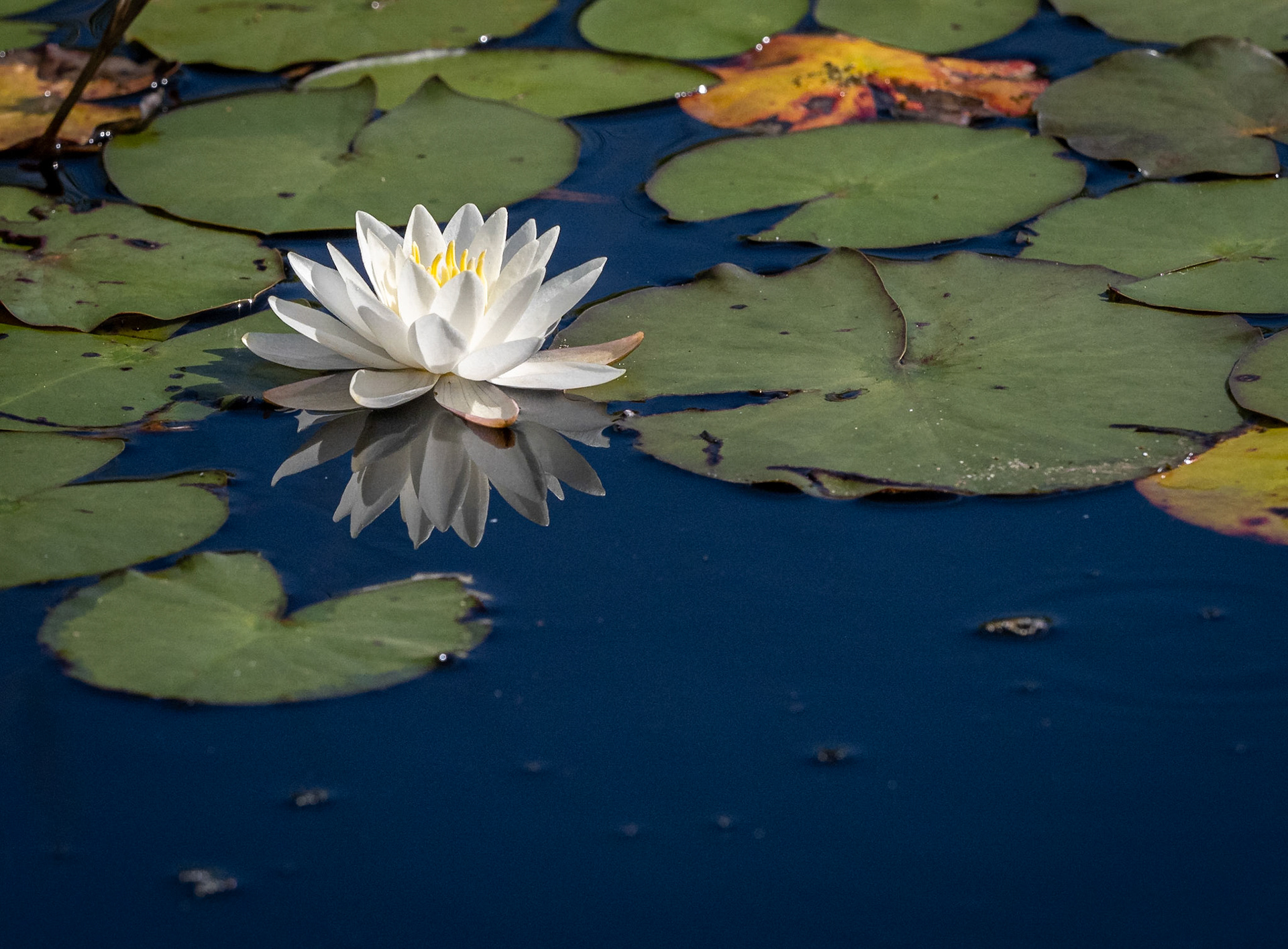waterlily