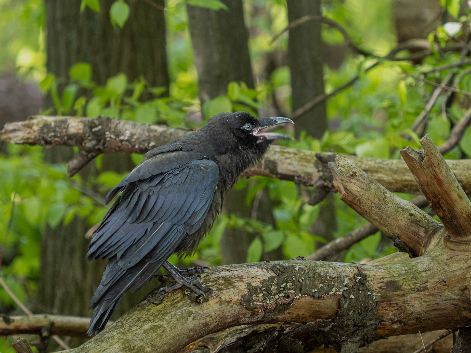 Juvenile raven