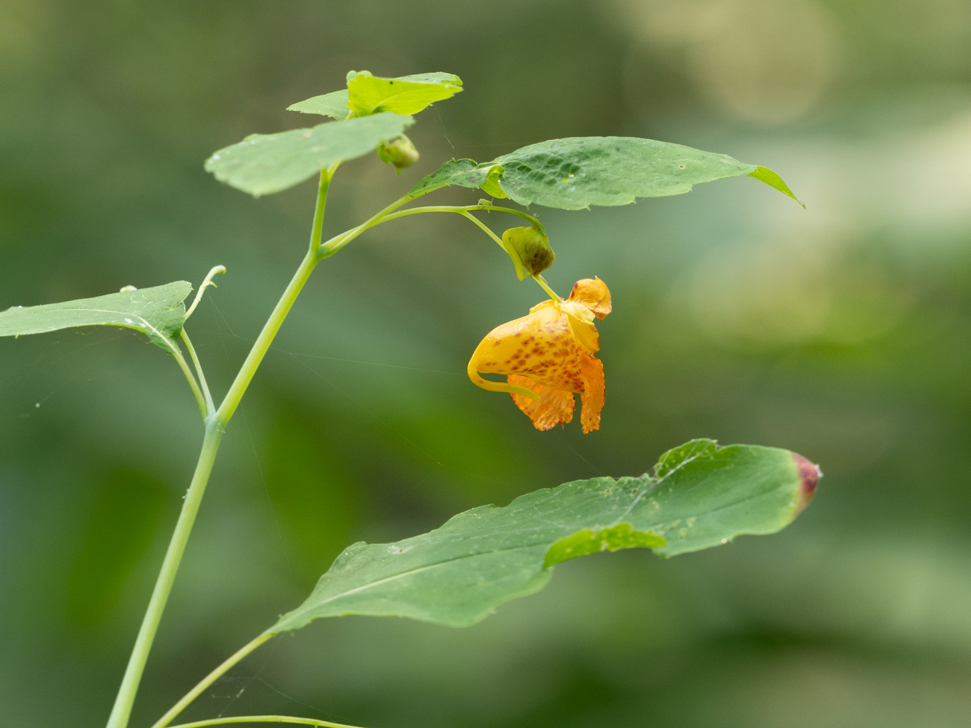 Spotted jewelweed