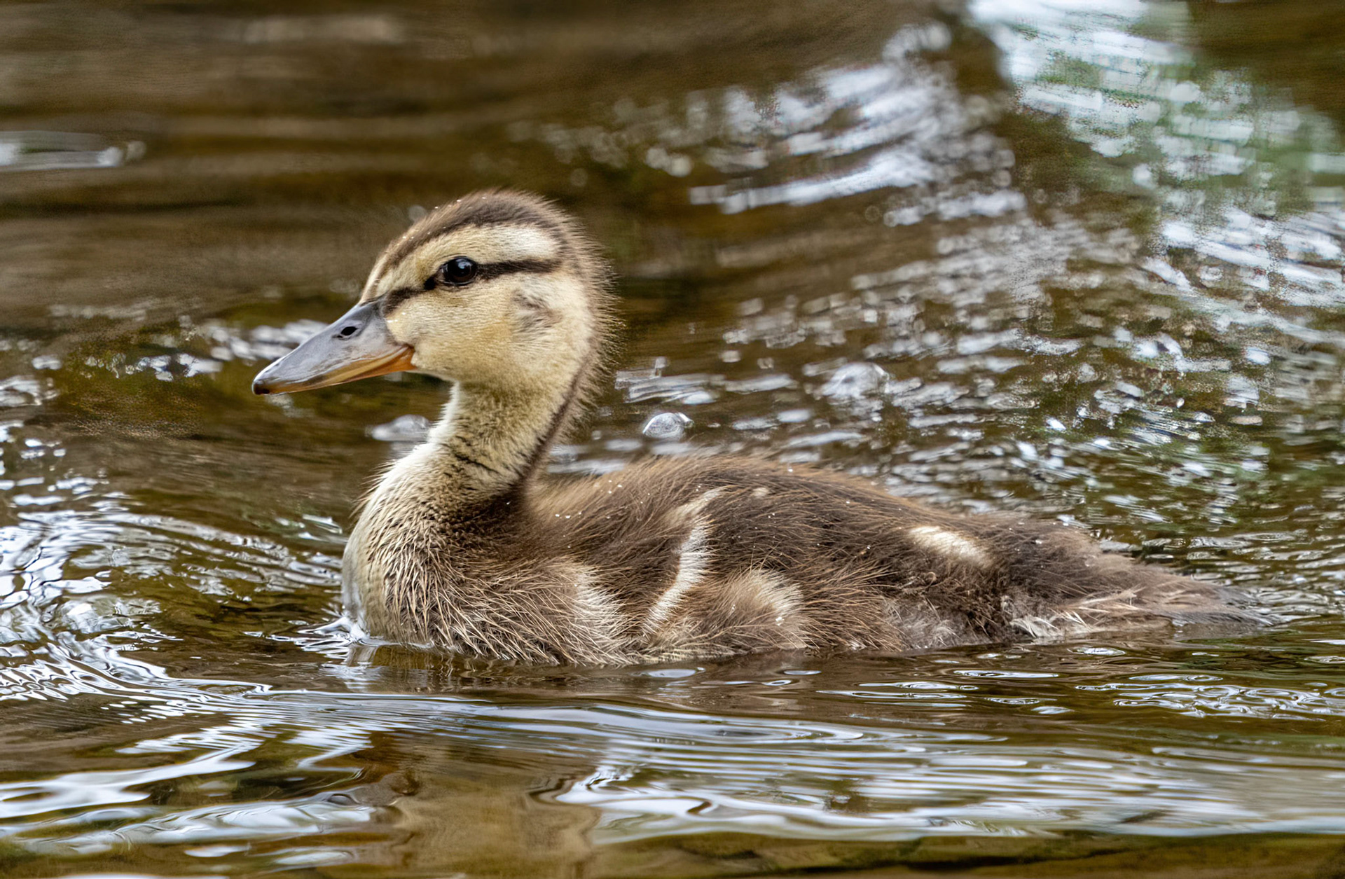 Younger mallard juvenile