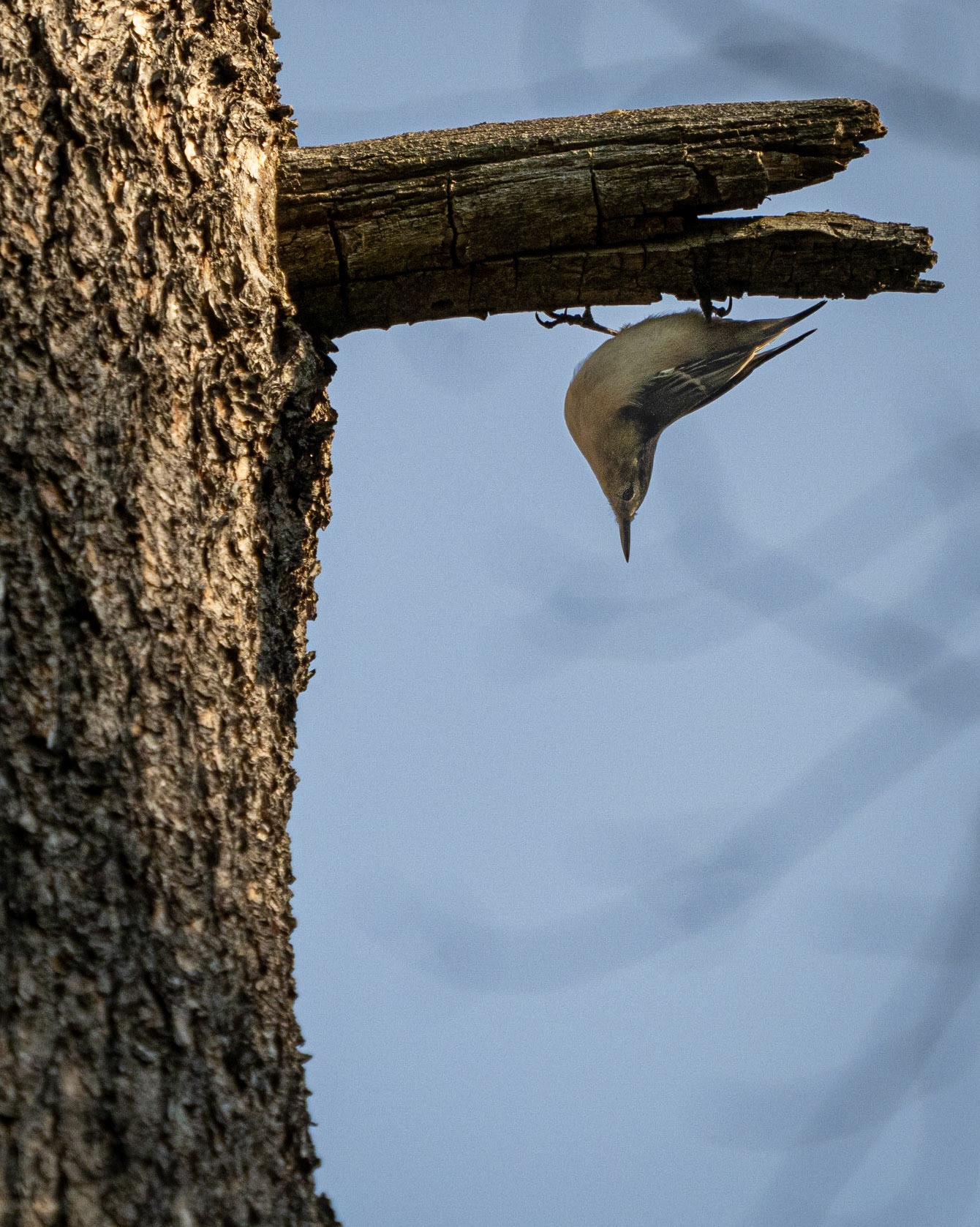 nuthatch