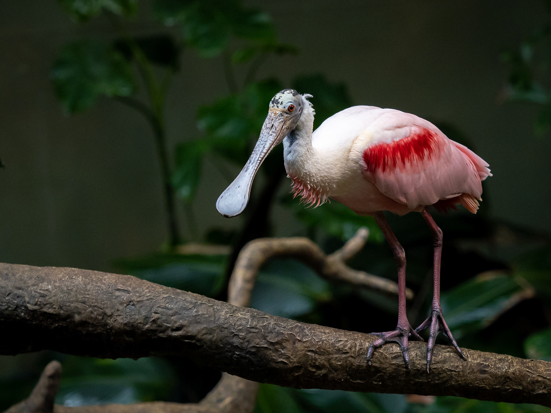 roseate spoonbill