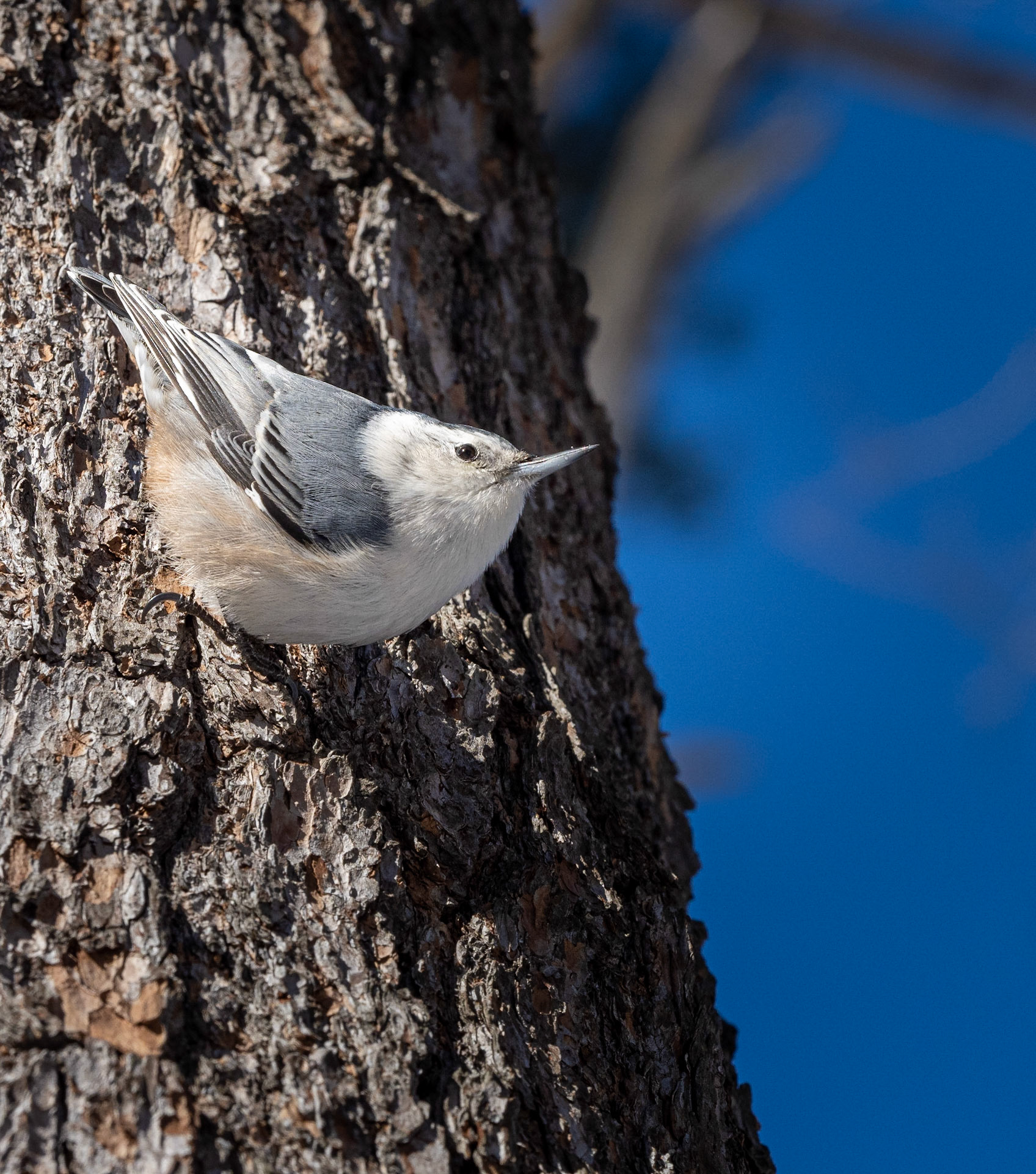White-breasted Nuthatch