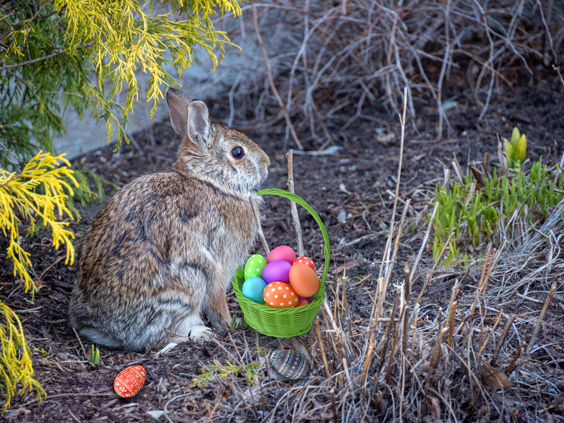 Easter cottontail rabbit