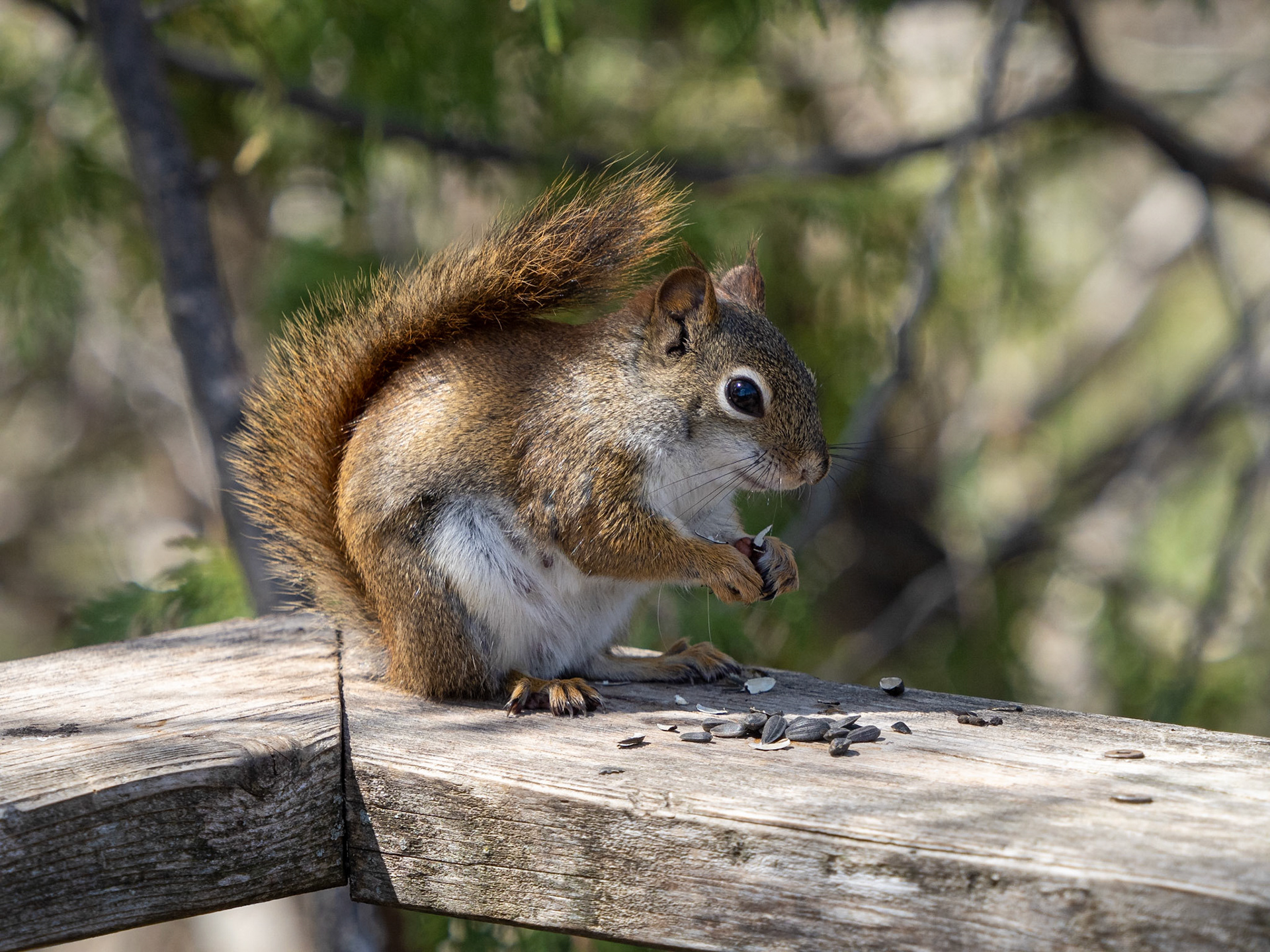 red squirrel