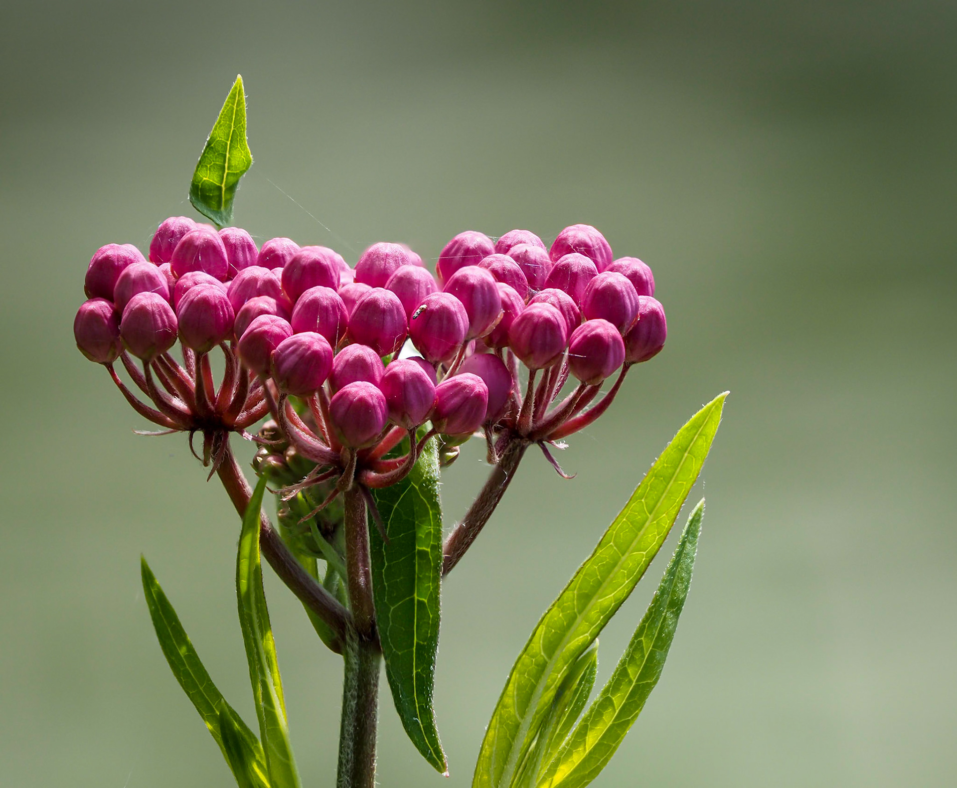 swamp milkweed