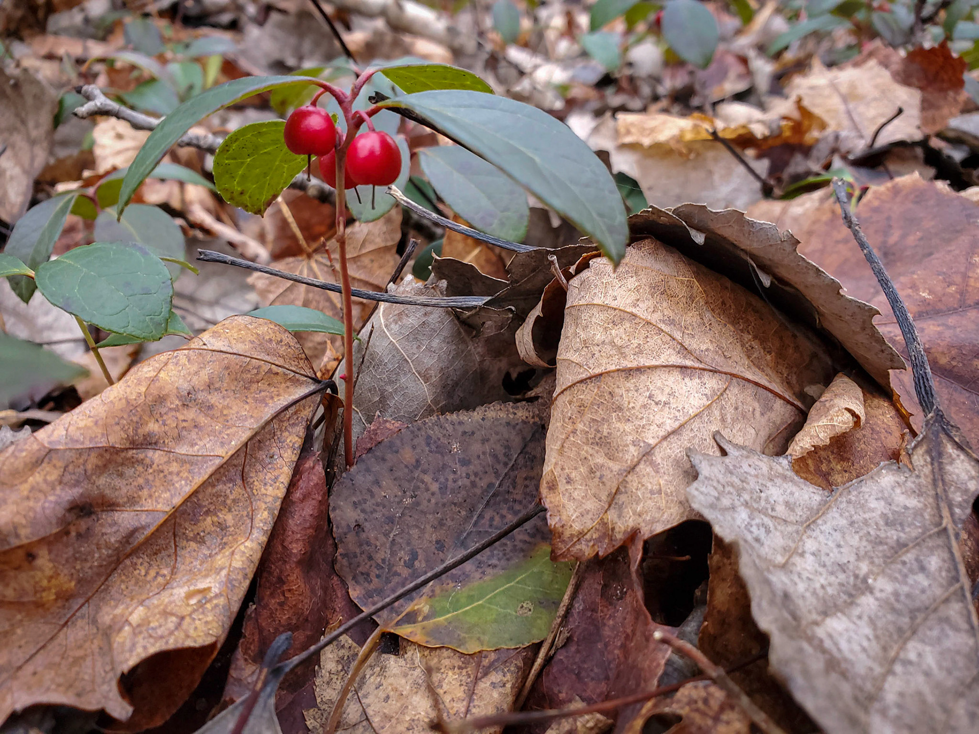 Wintergreen berries