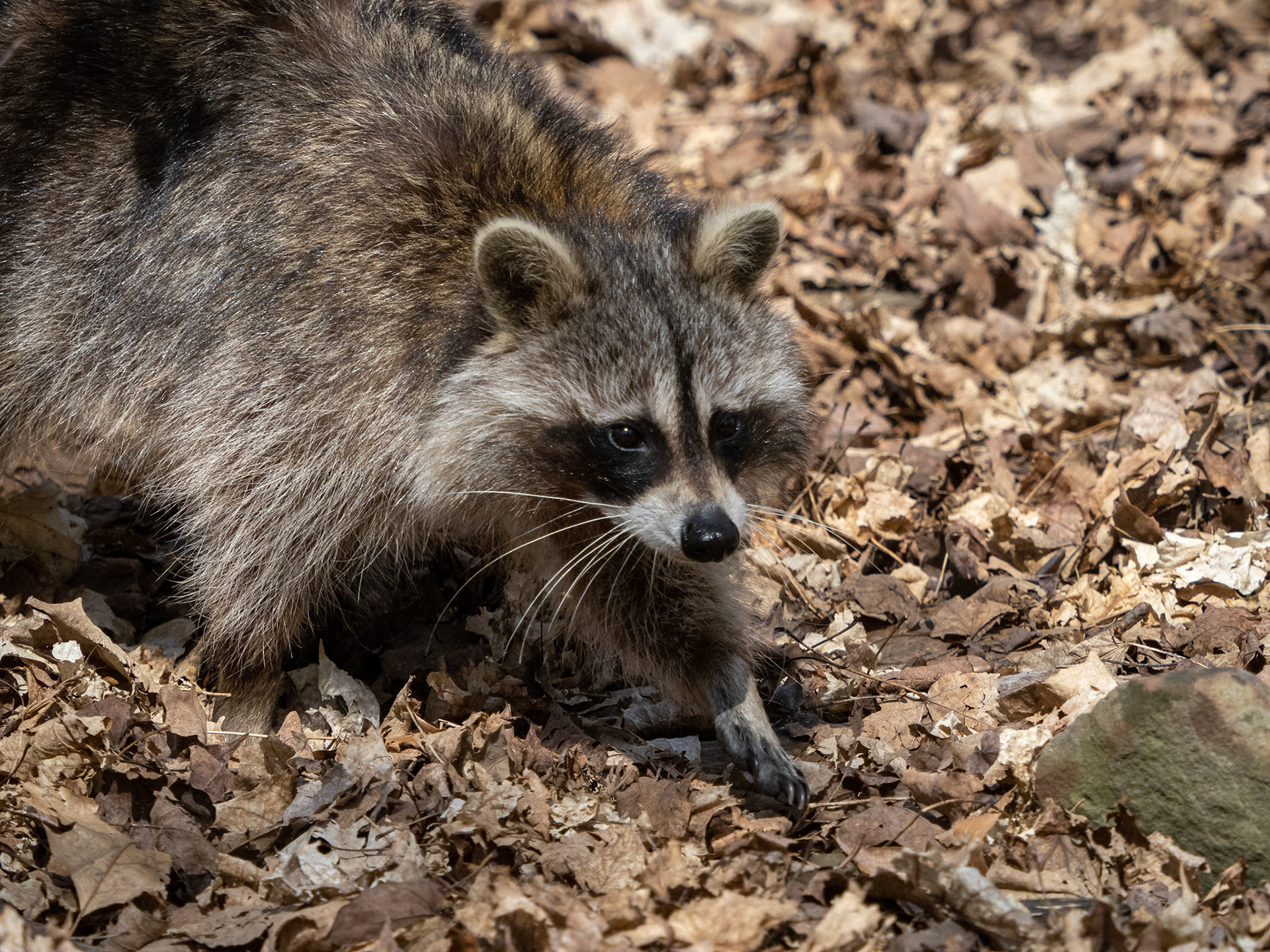 raccoon