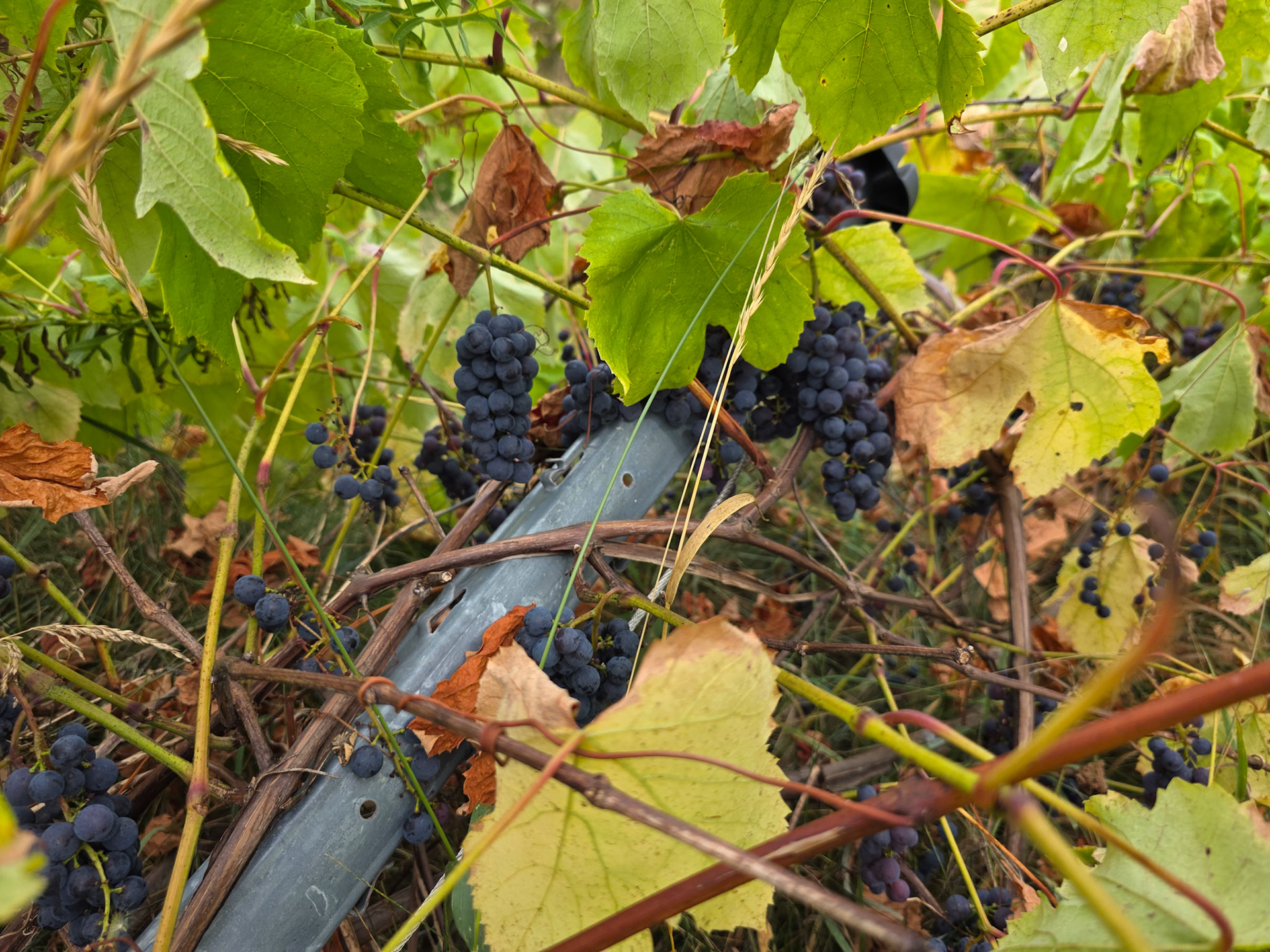 Blue grapes
