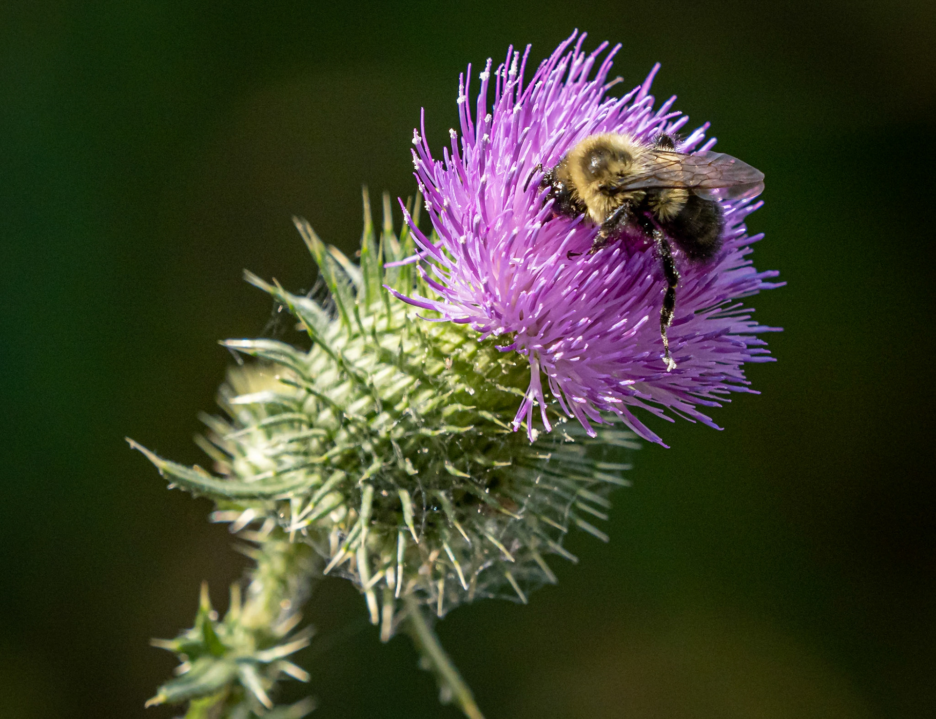 thistle and bee
