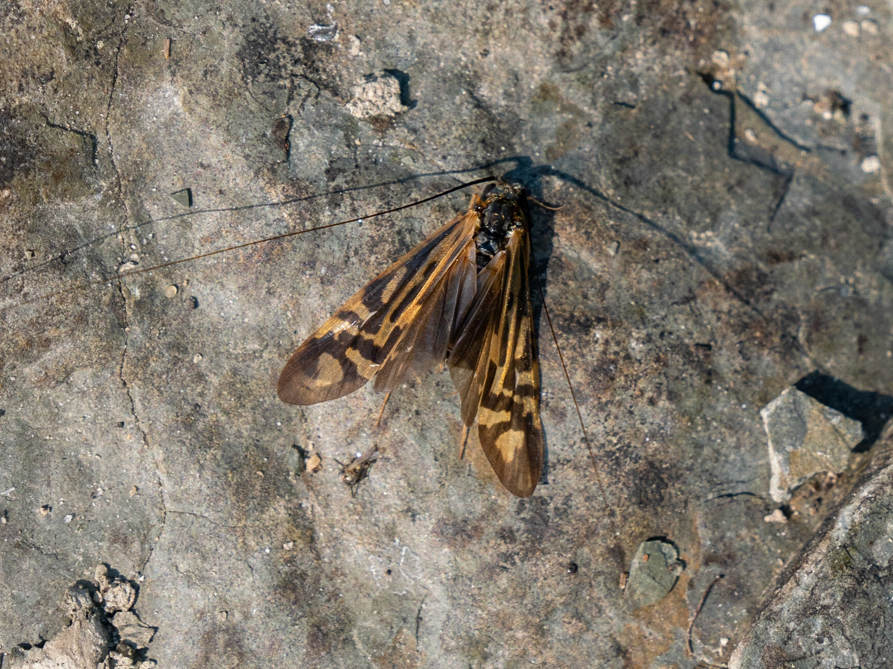 zebra caddisfly