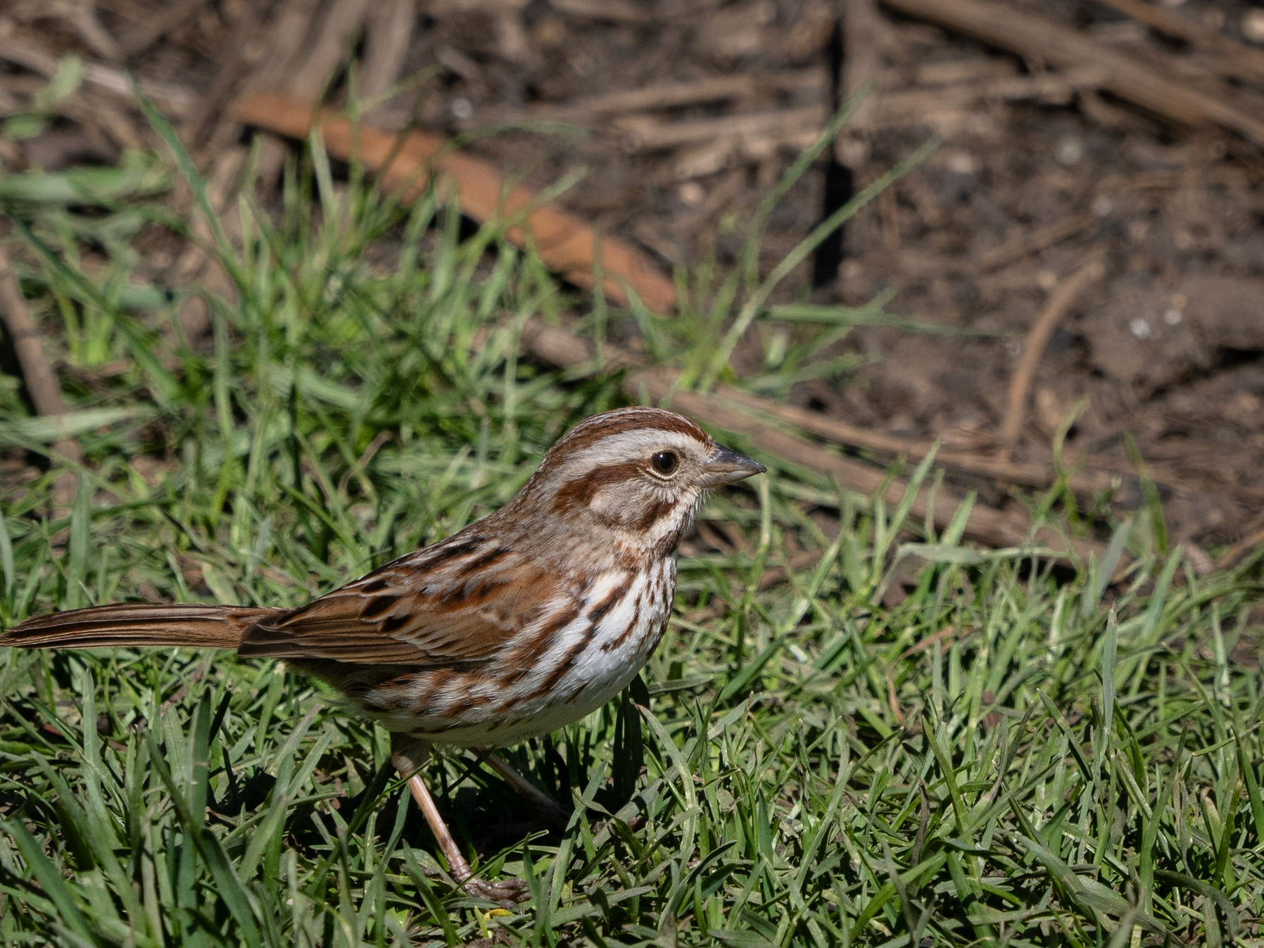song sparrow, Fletcher Gardens