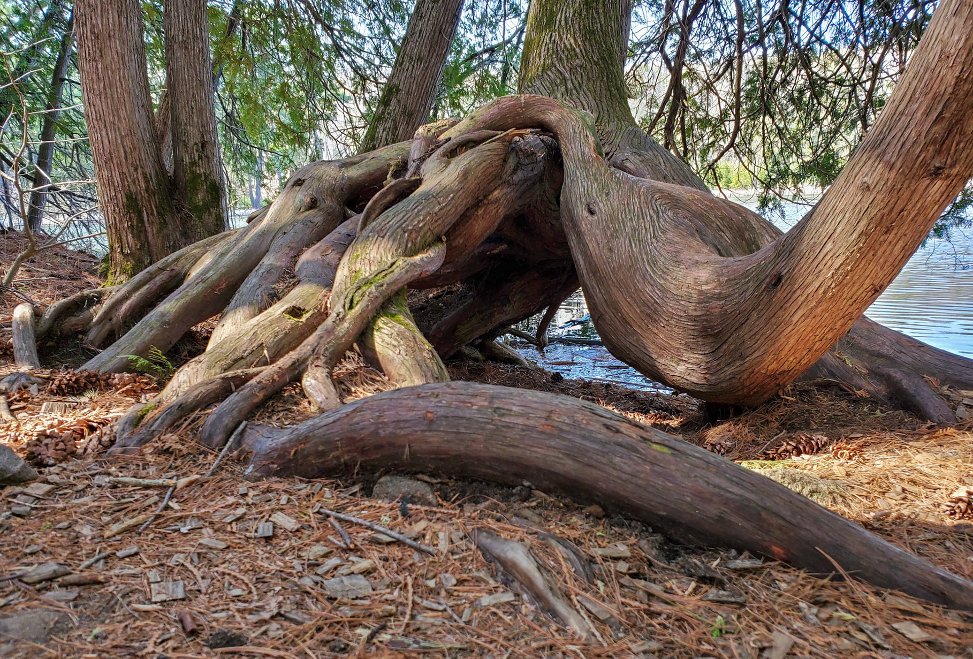 cedar tree