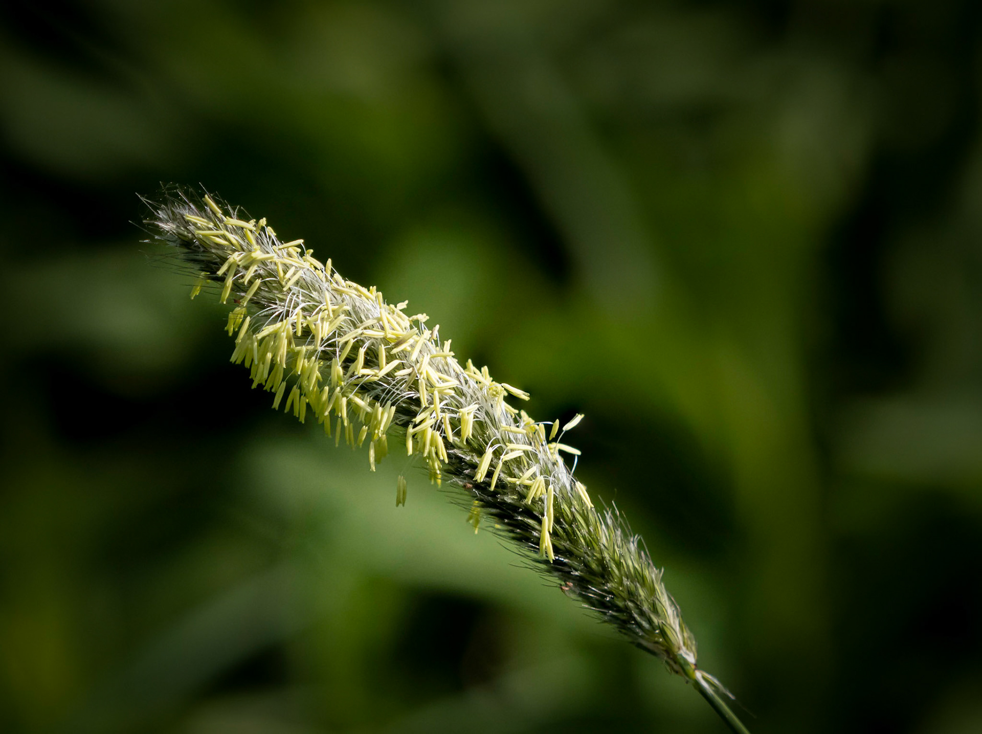 grass in bloom