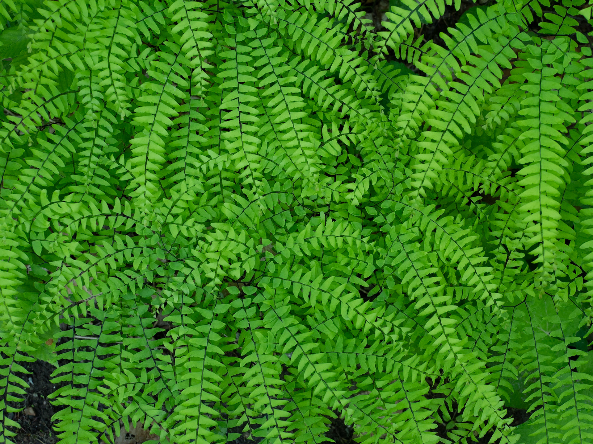 Maiden hair fern