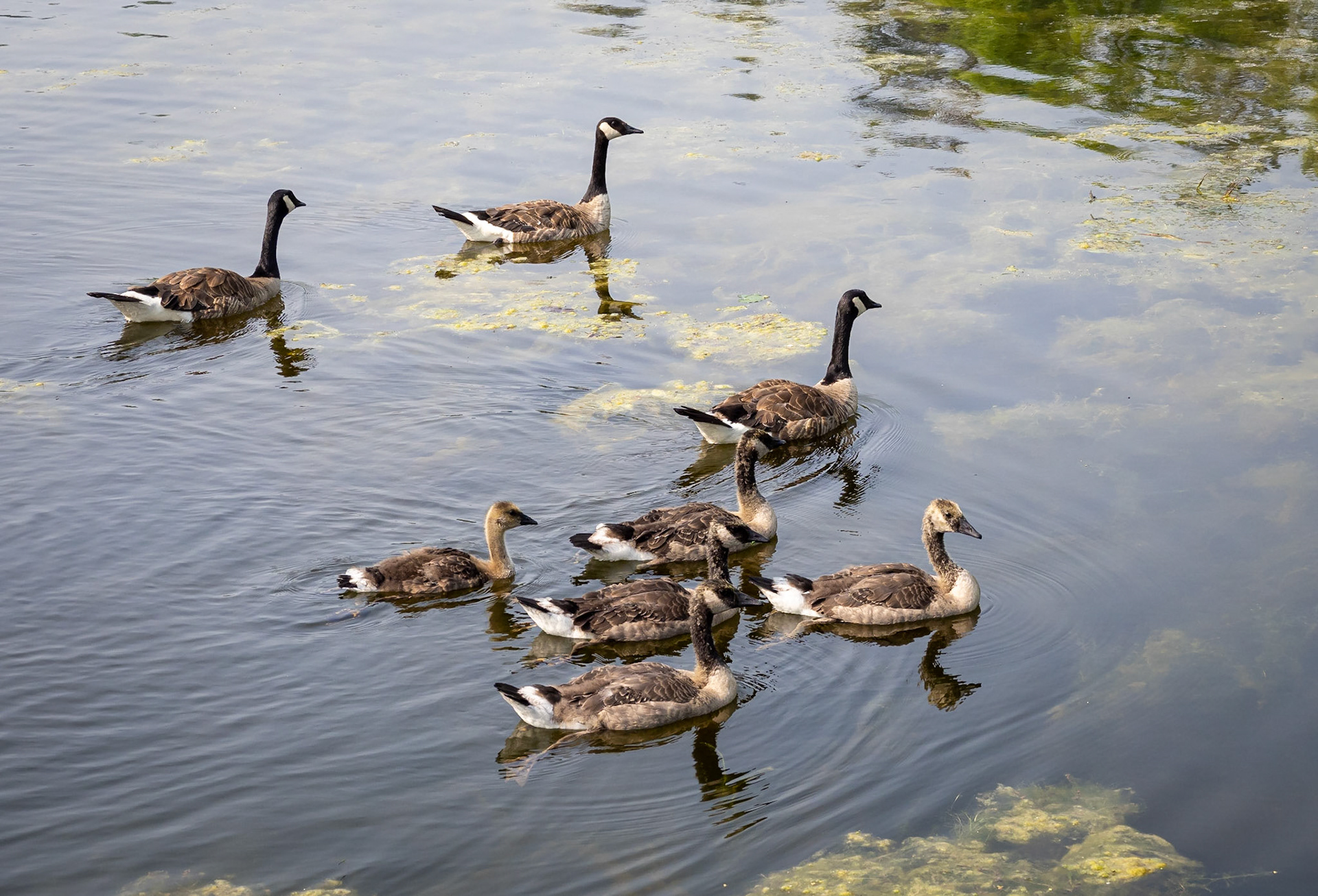 Canada Geese older goslings