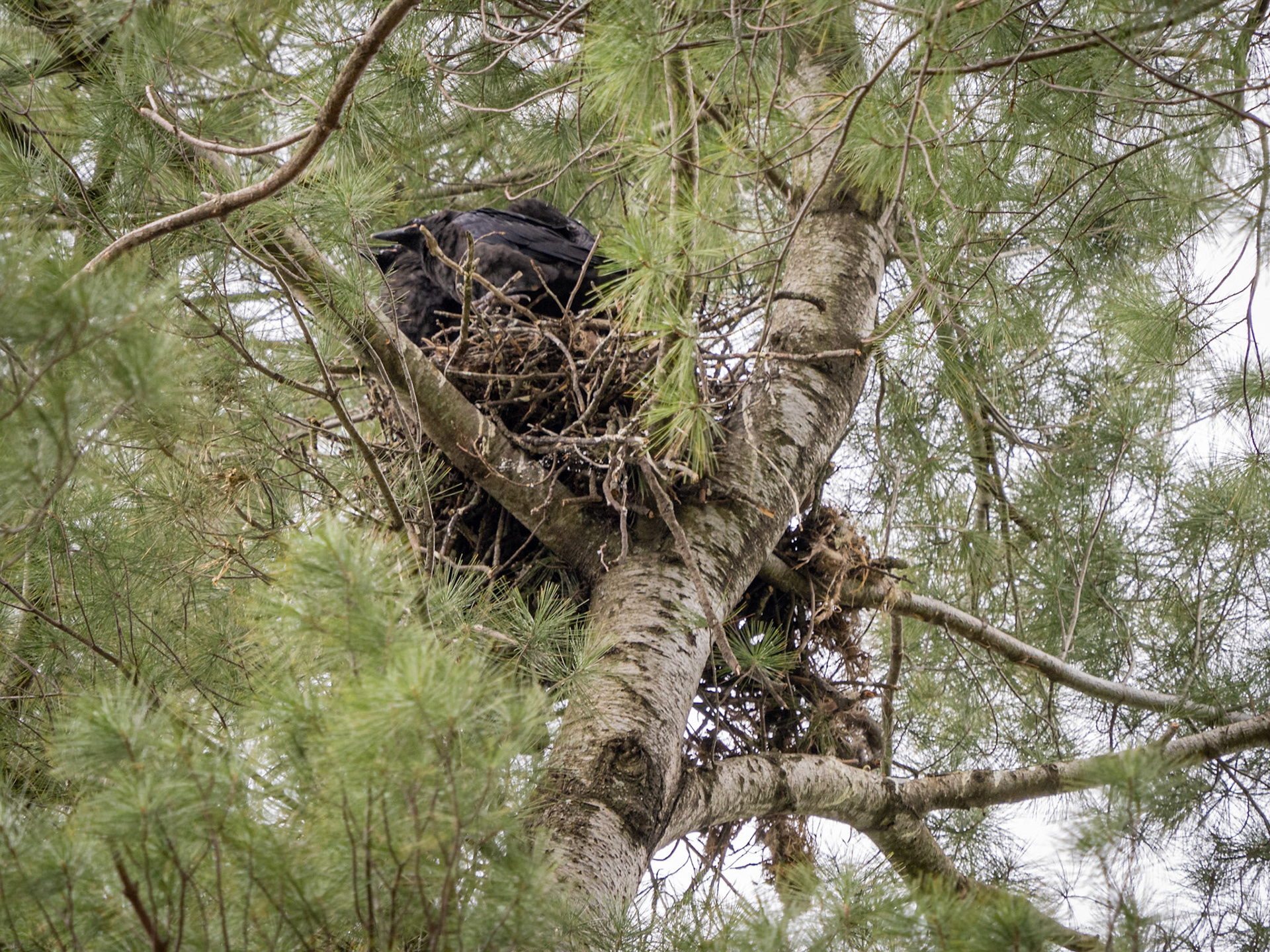 juvenile ravens on nest