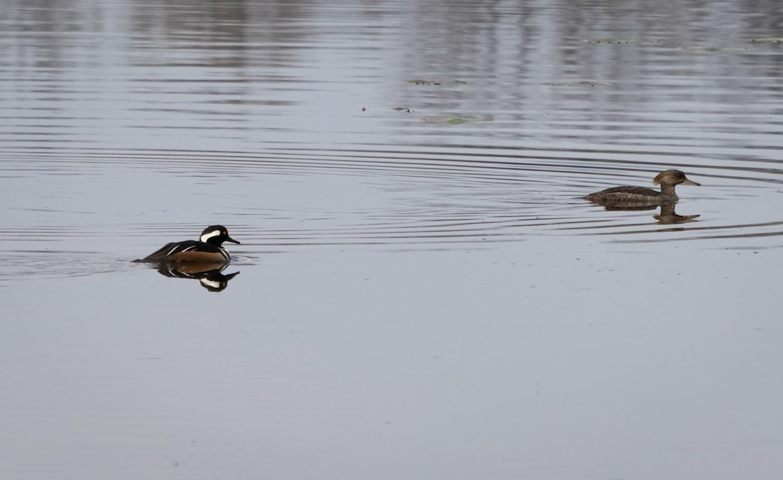 hooded merganser