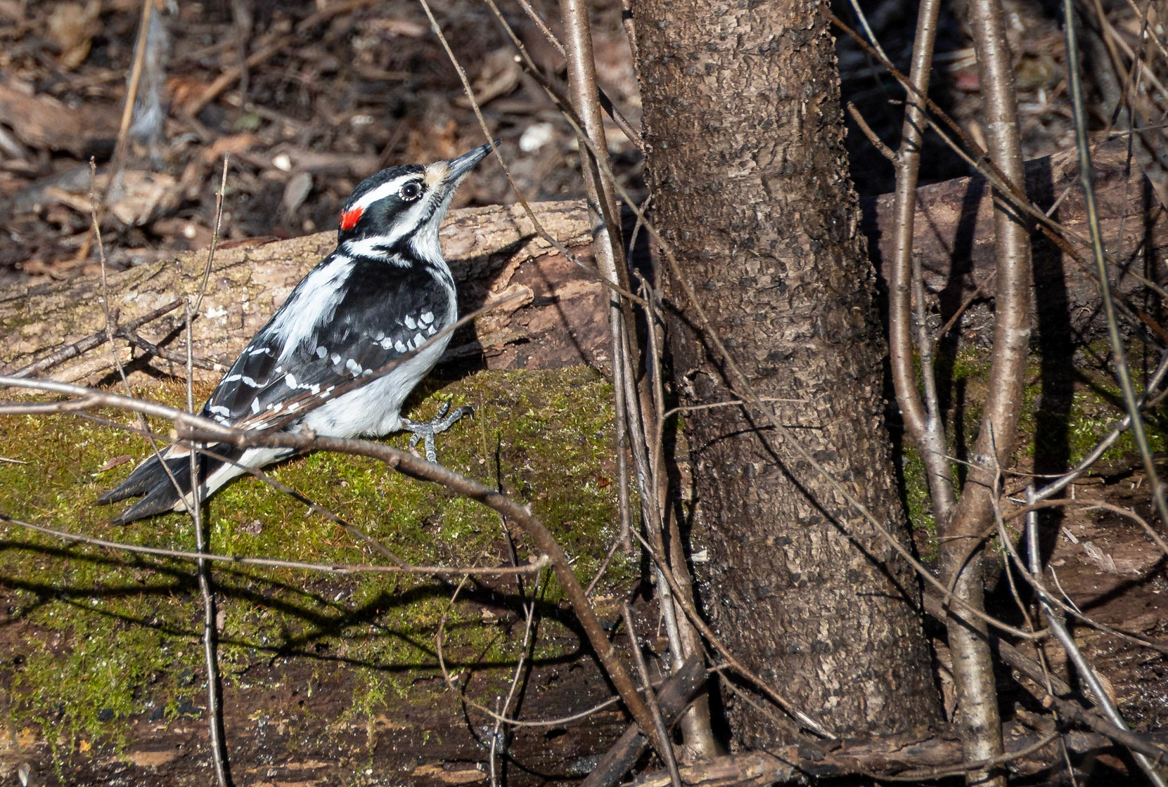 hairy woodpecker