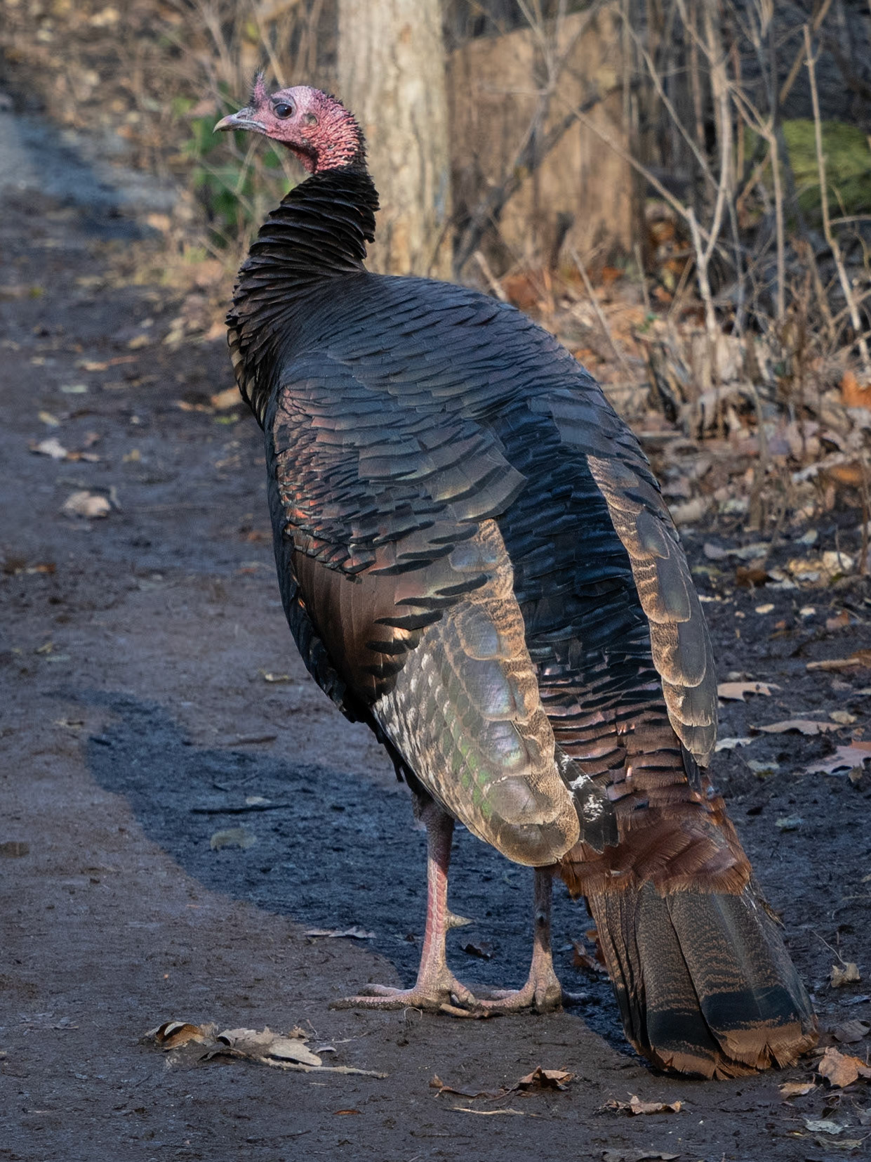 Male wild turkey