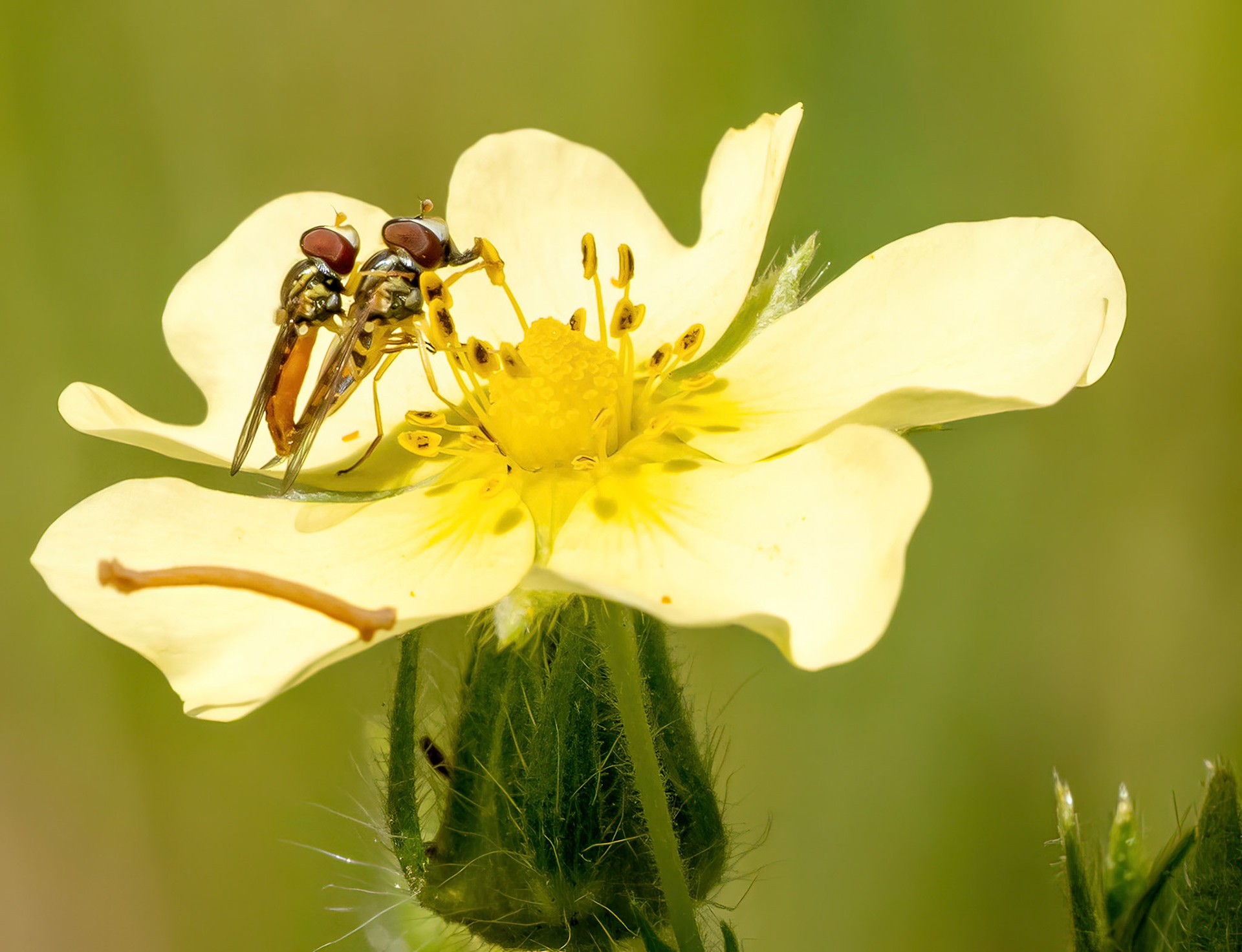hoverfly eating the sulphur cinquefoil flower nectar while multitasking....