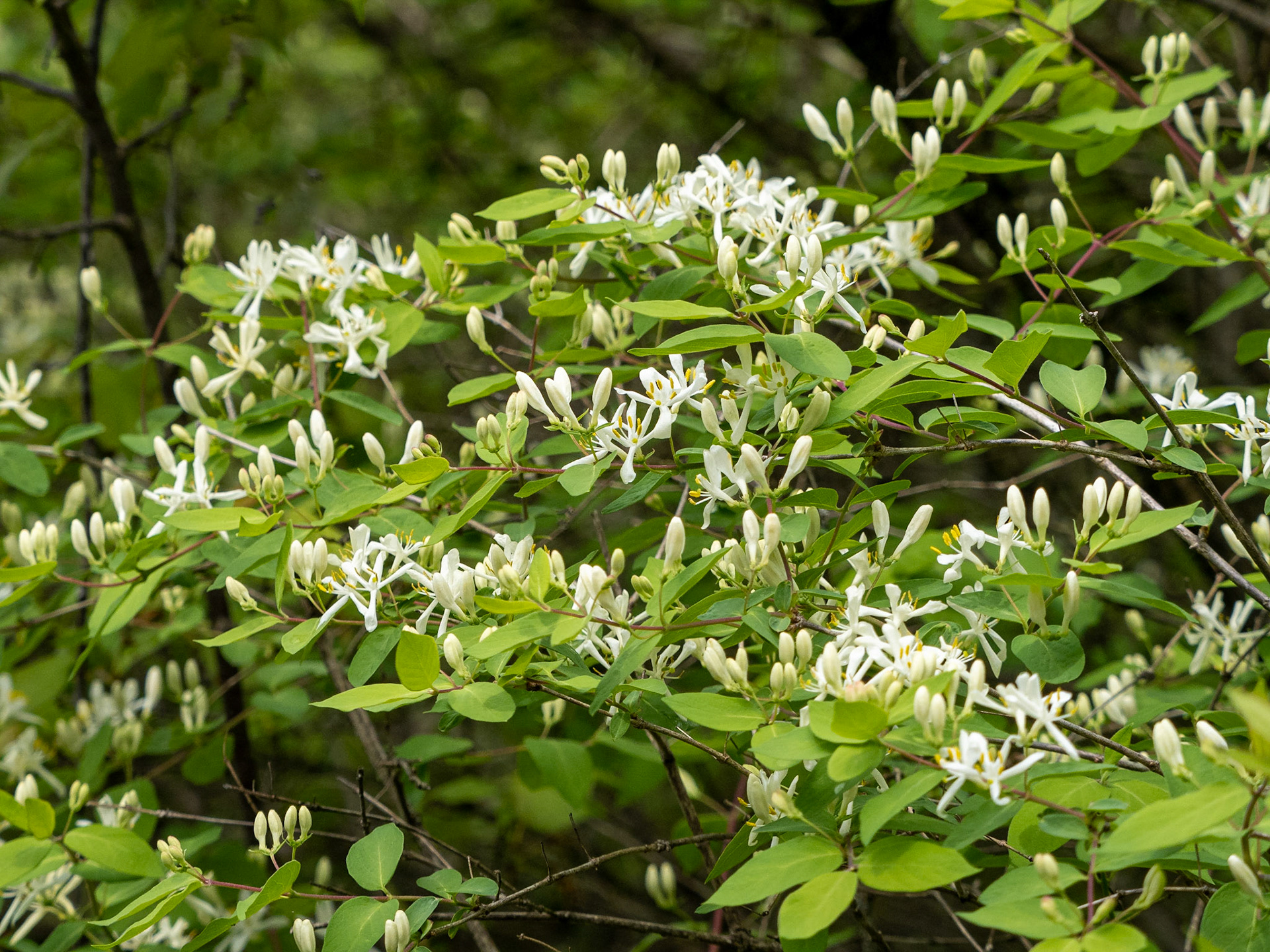 Honeysuckle