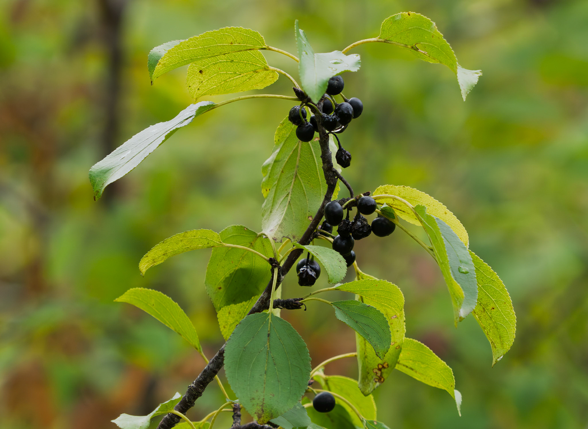 Buckthorn