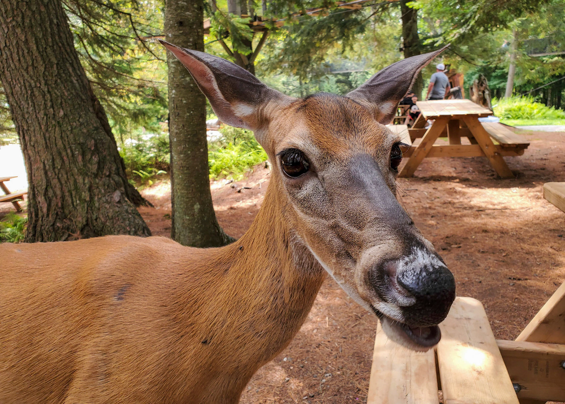 white tailed deer