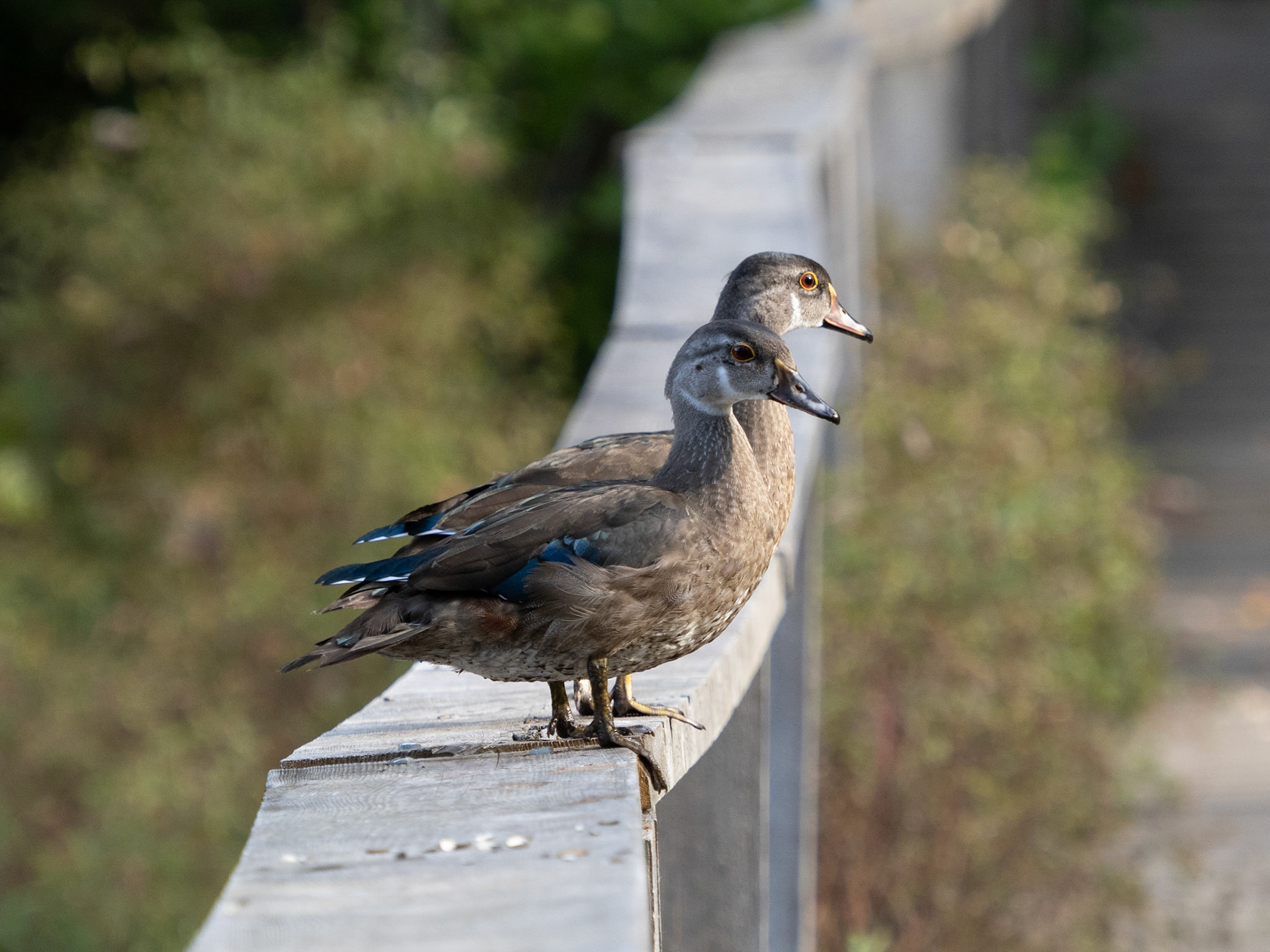 This year's males wood ducks