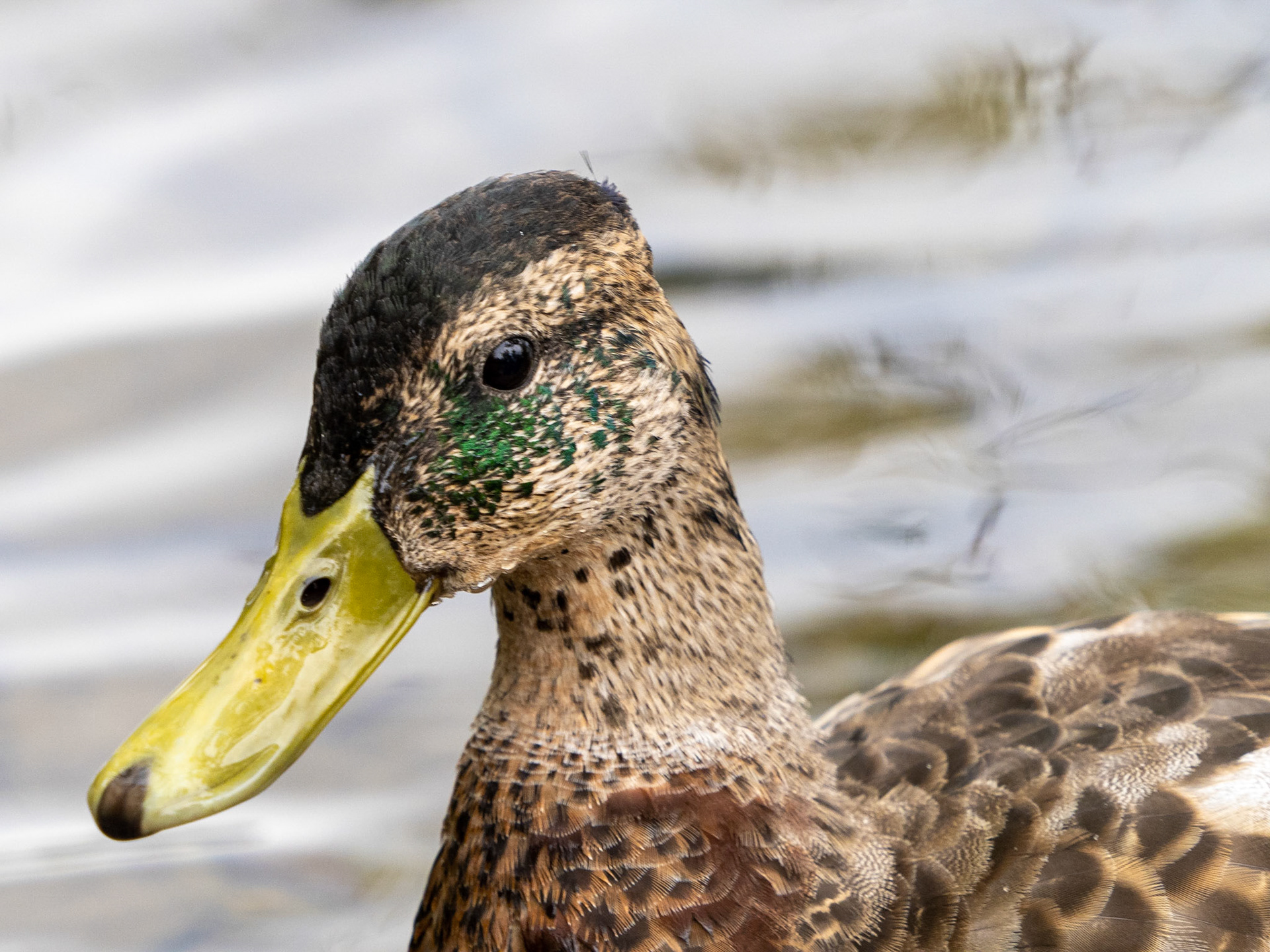 Male mallard going through molt