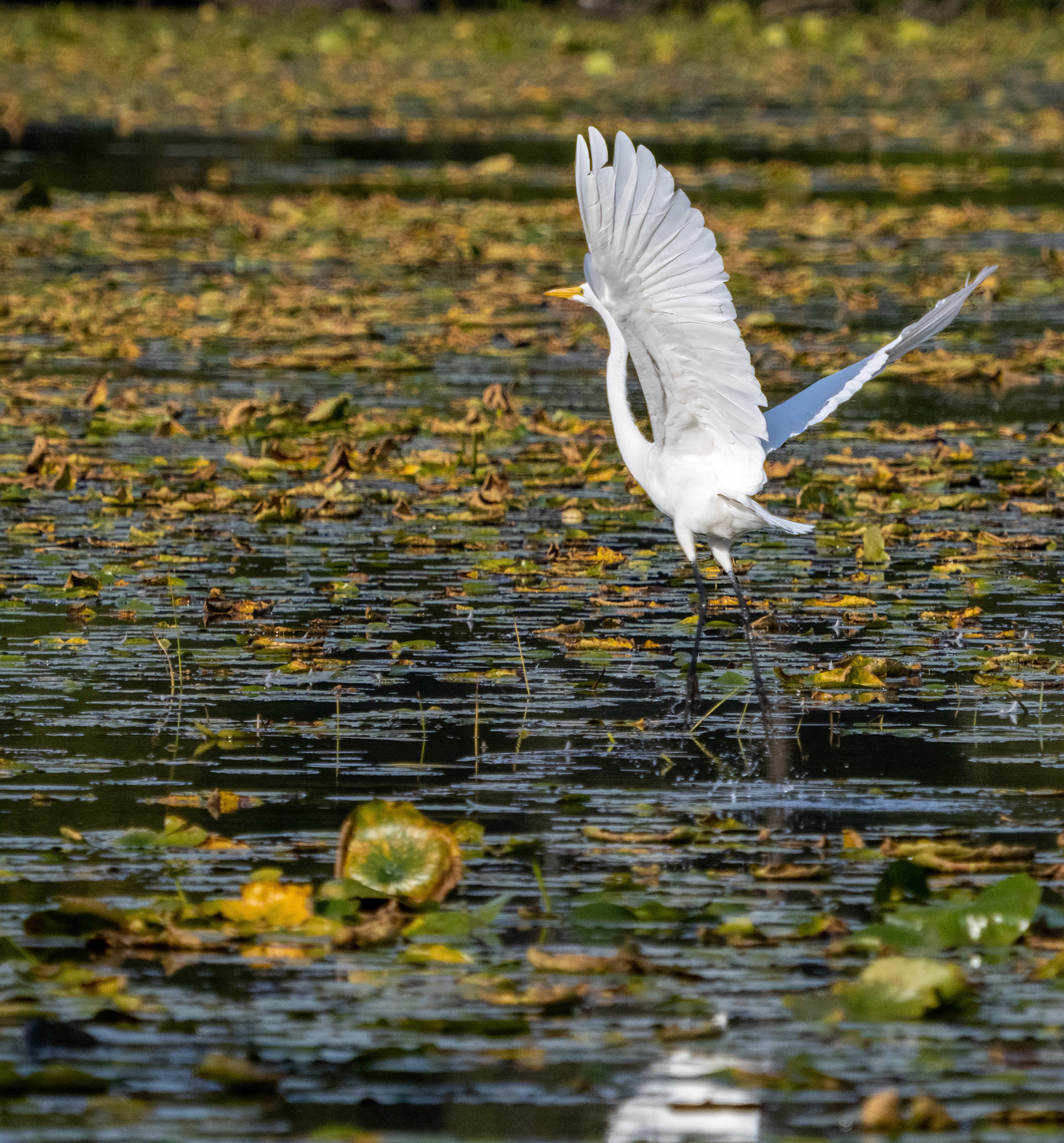 egret