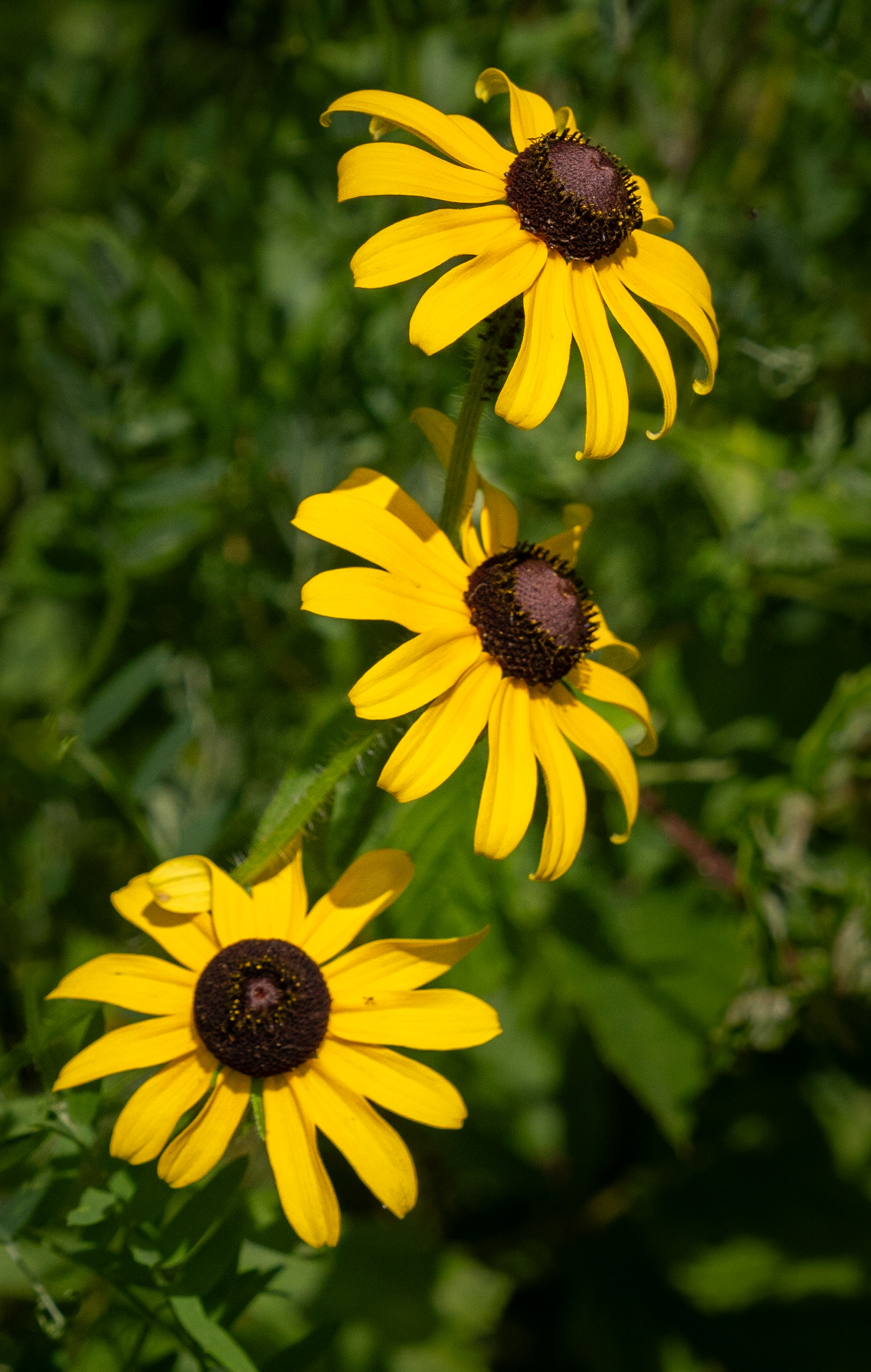Brown-eyed susan