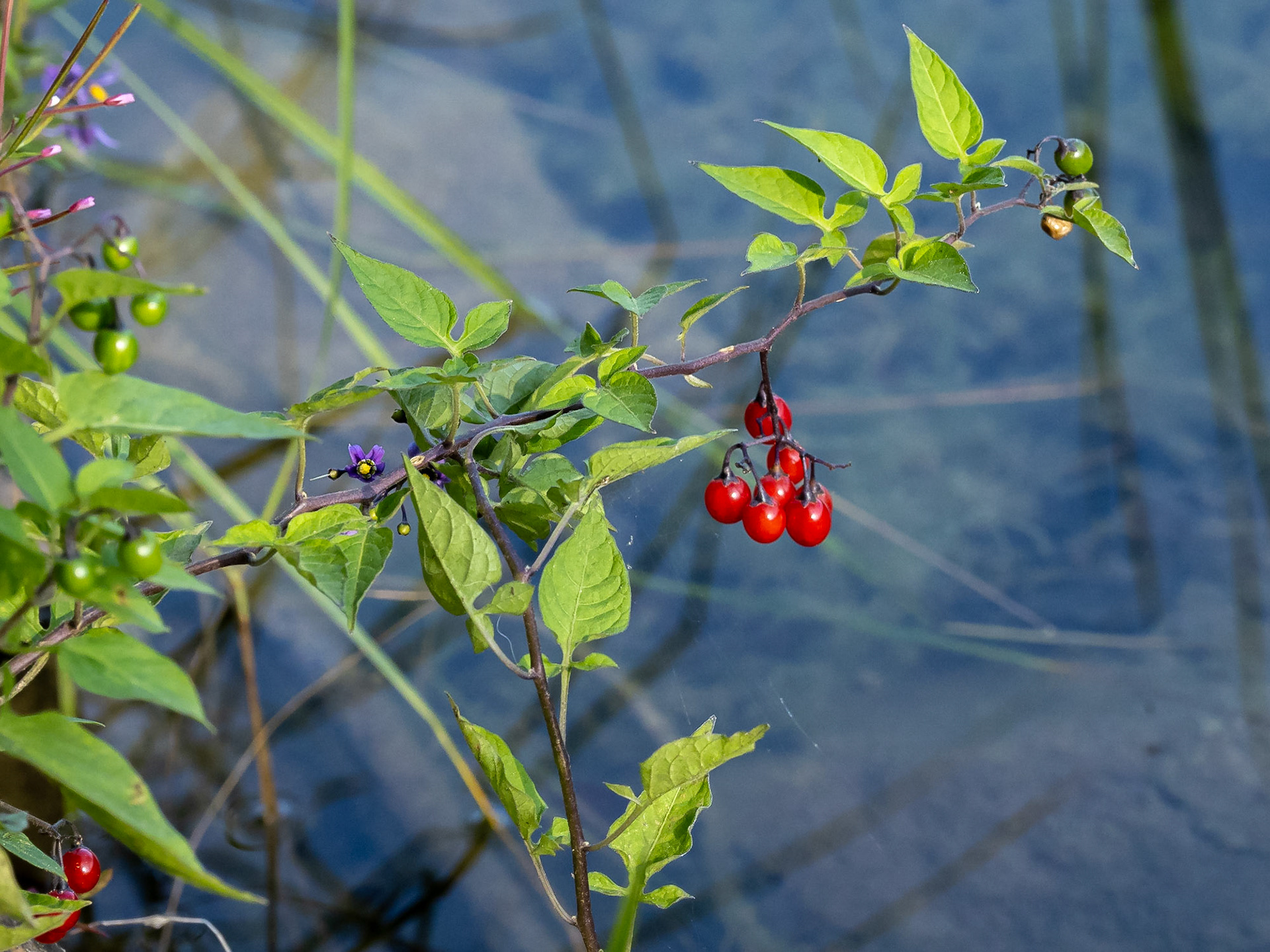 Climbing nightshade