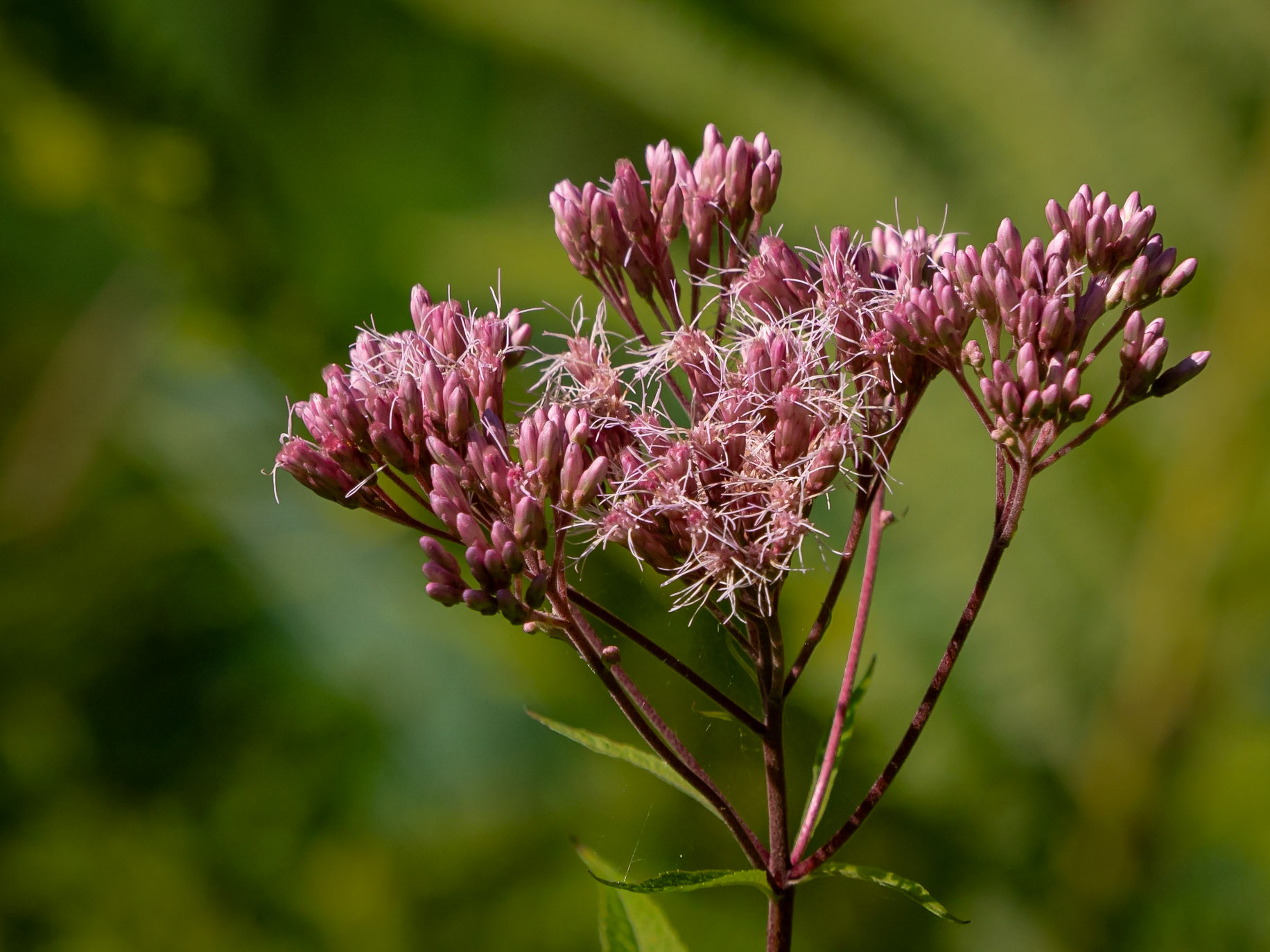 Joe-pye weed