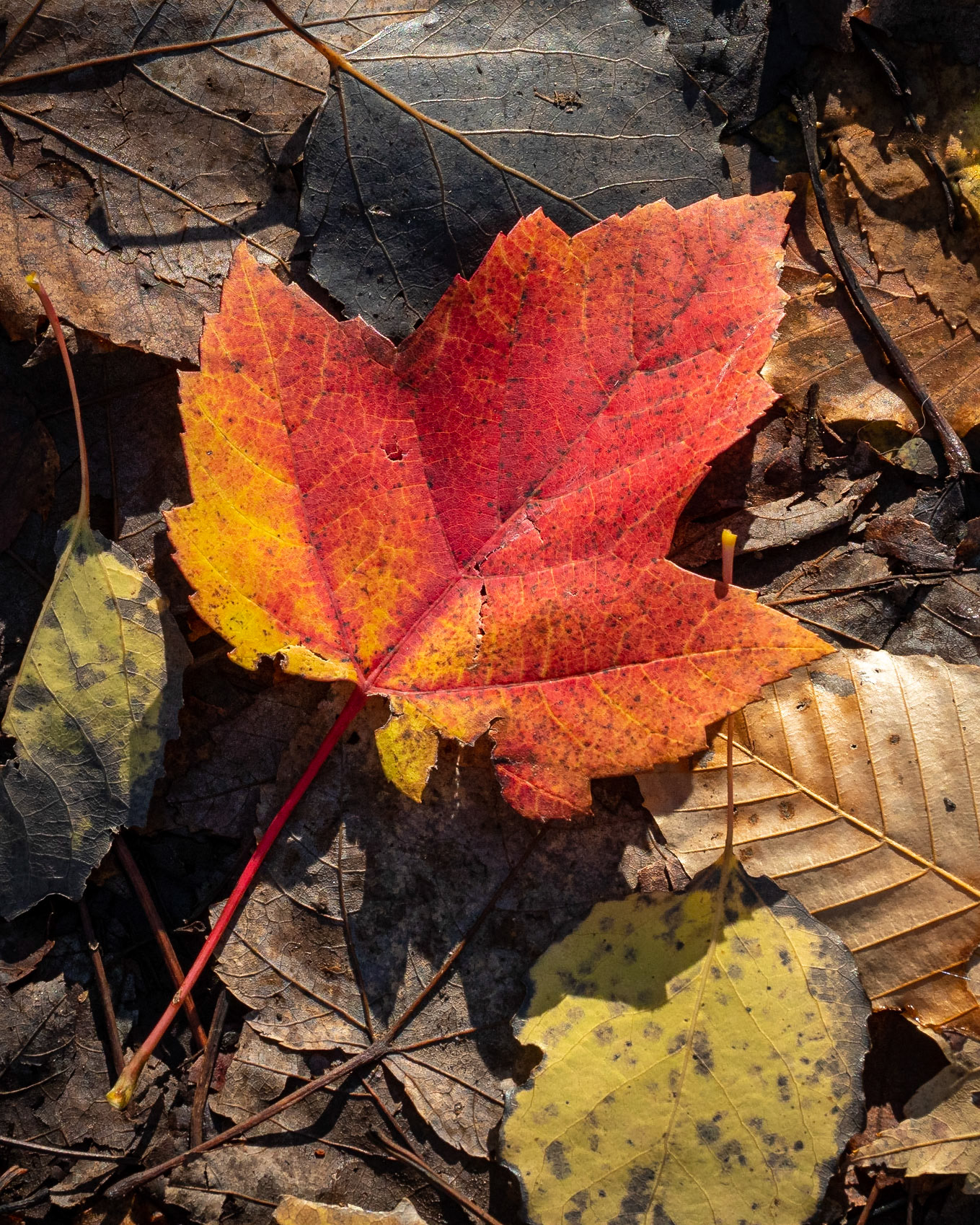 maple leaf