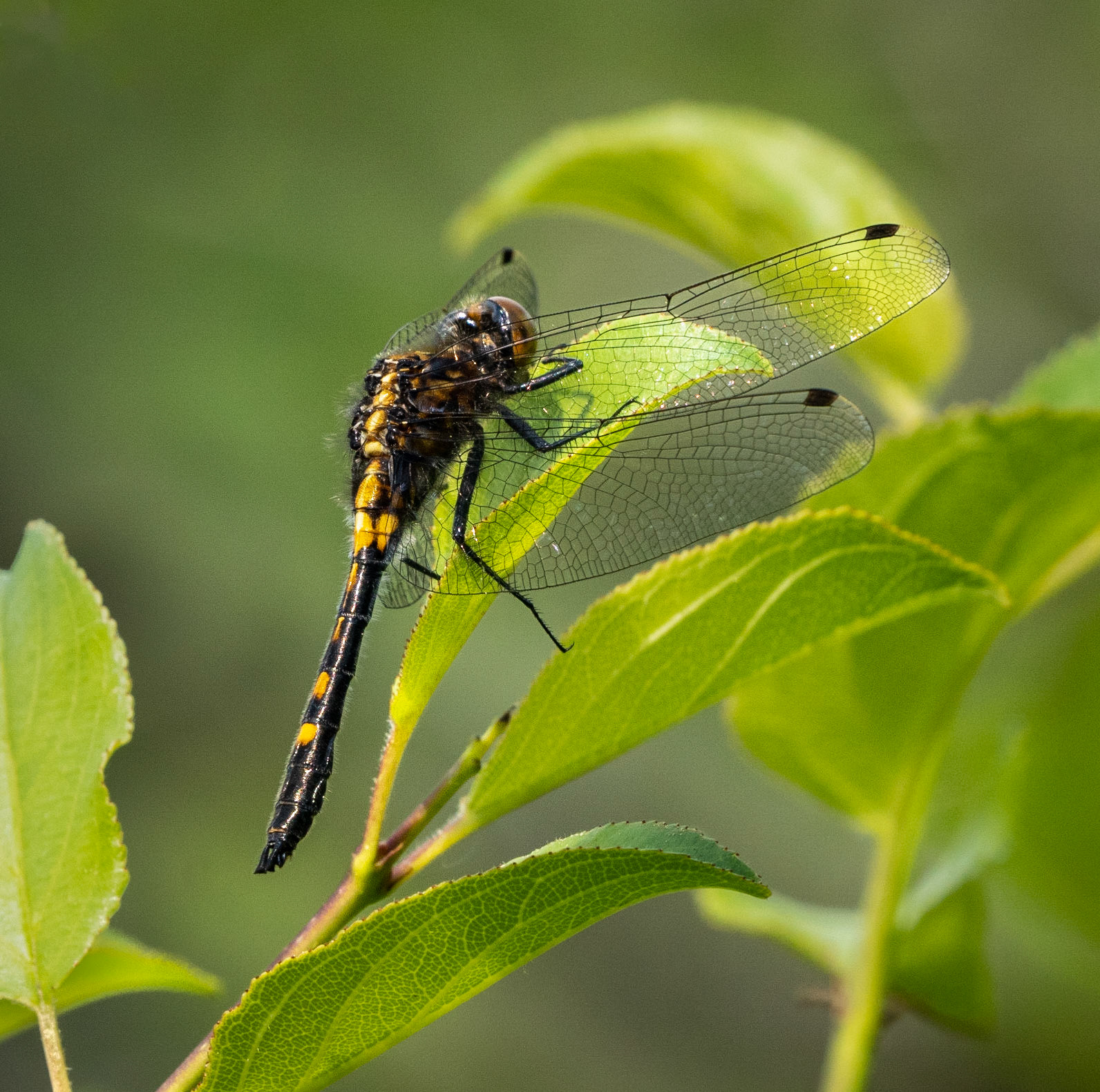possible Hudsonian dragonfly
