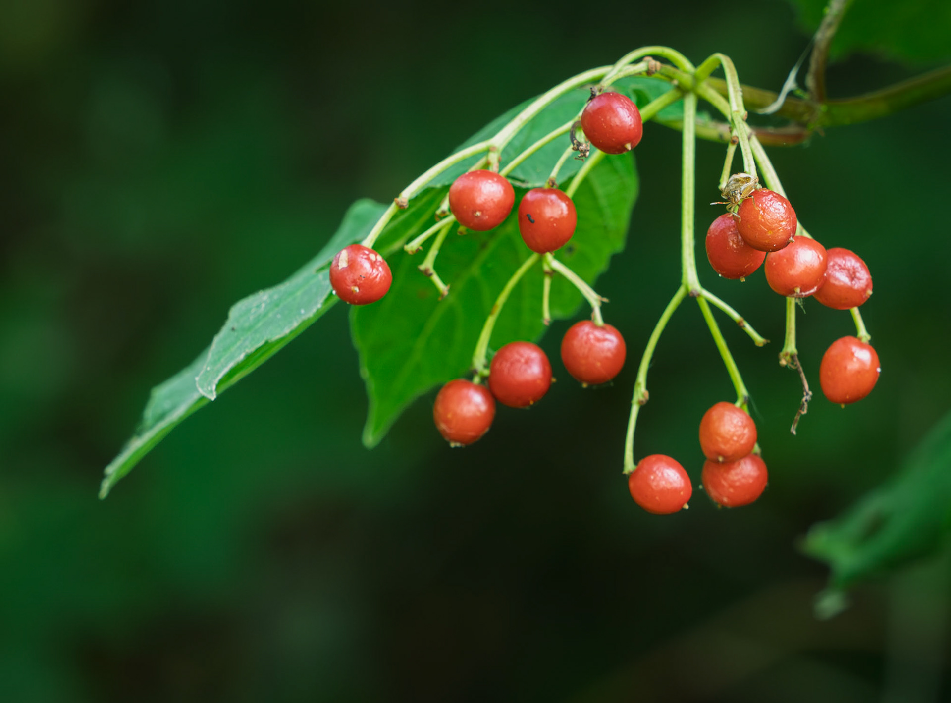 Highbush Cranberries