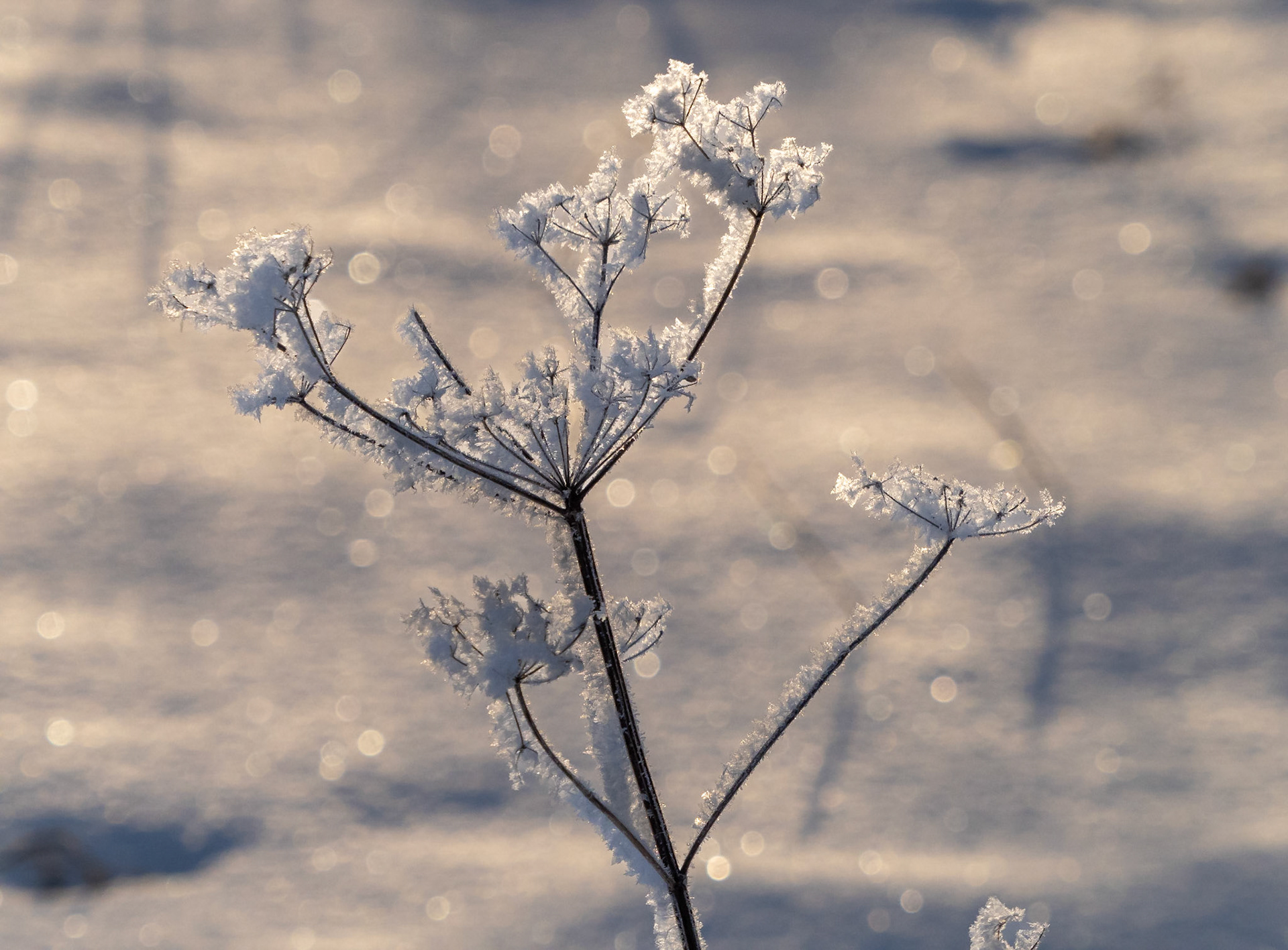 Queen Anne's Lace