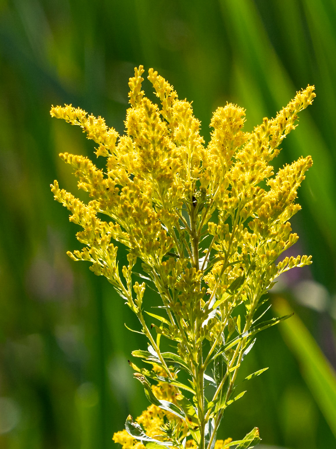 Golden rod